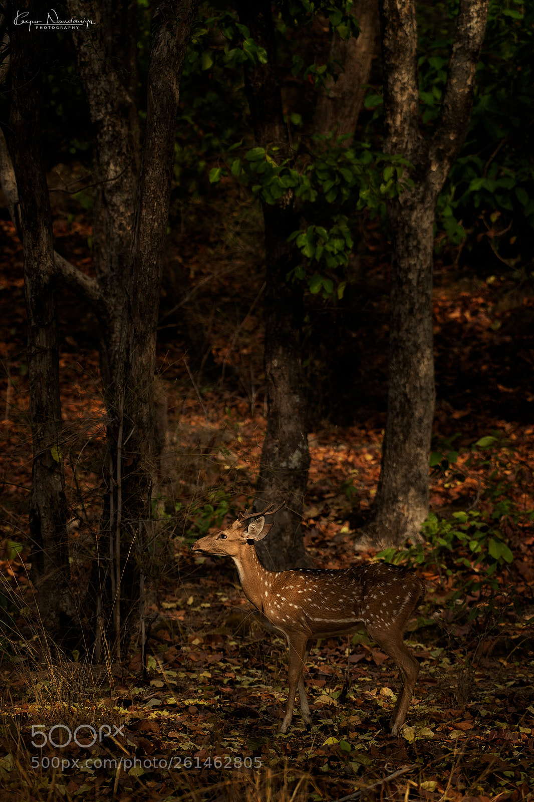 Nikon D5 sample photo. Spot on the spot photography