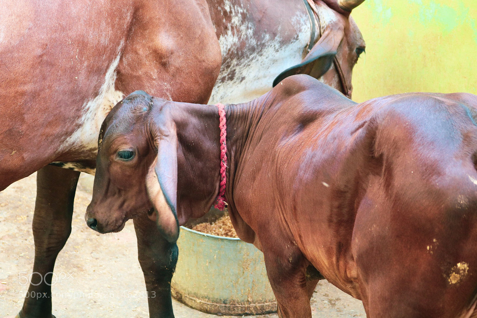 Canon EOS 750D (EOS Rebel T6i / EOS Kiss X8i) sample photo. Calf photography