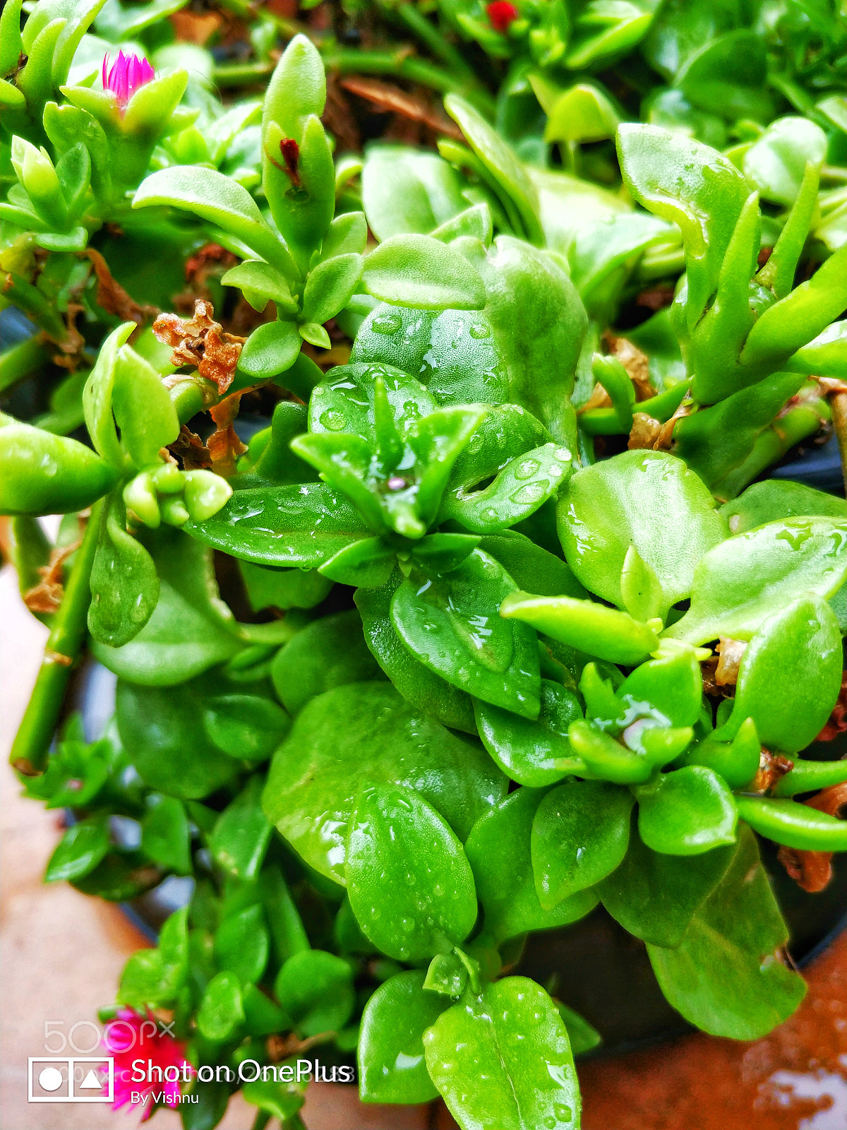 OnePlus 5 sample photo. Nature photography