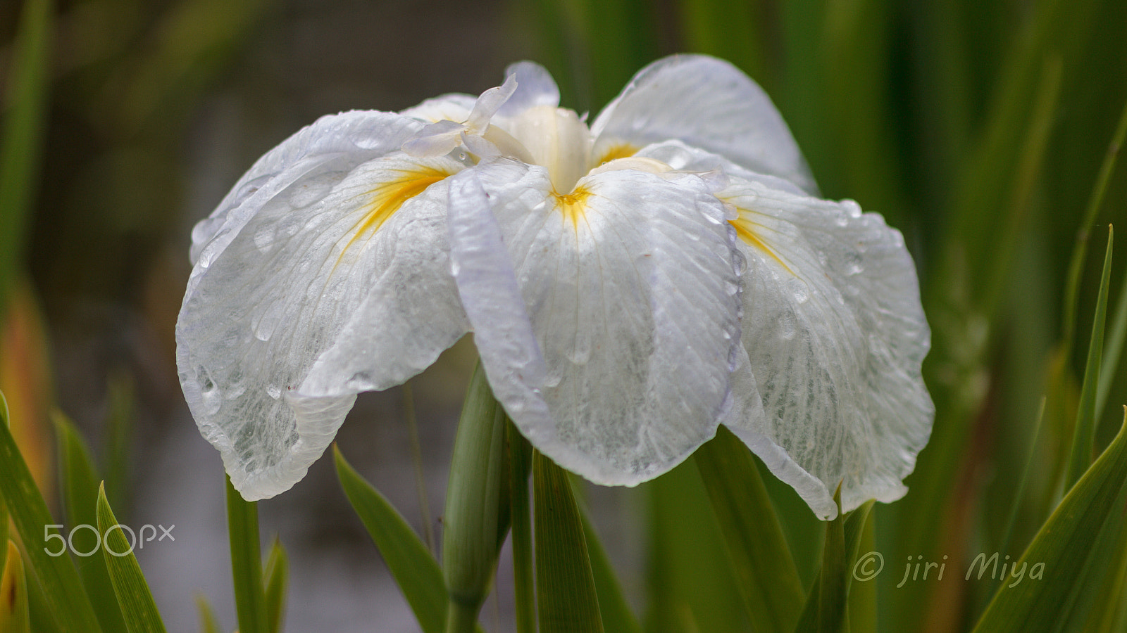 Canon EOS 600D (Rebel EOS T3i / EOS Kiss X5) sample photo. Summer in japan is humid. photography