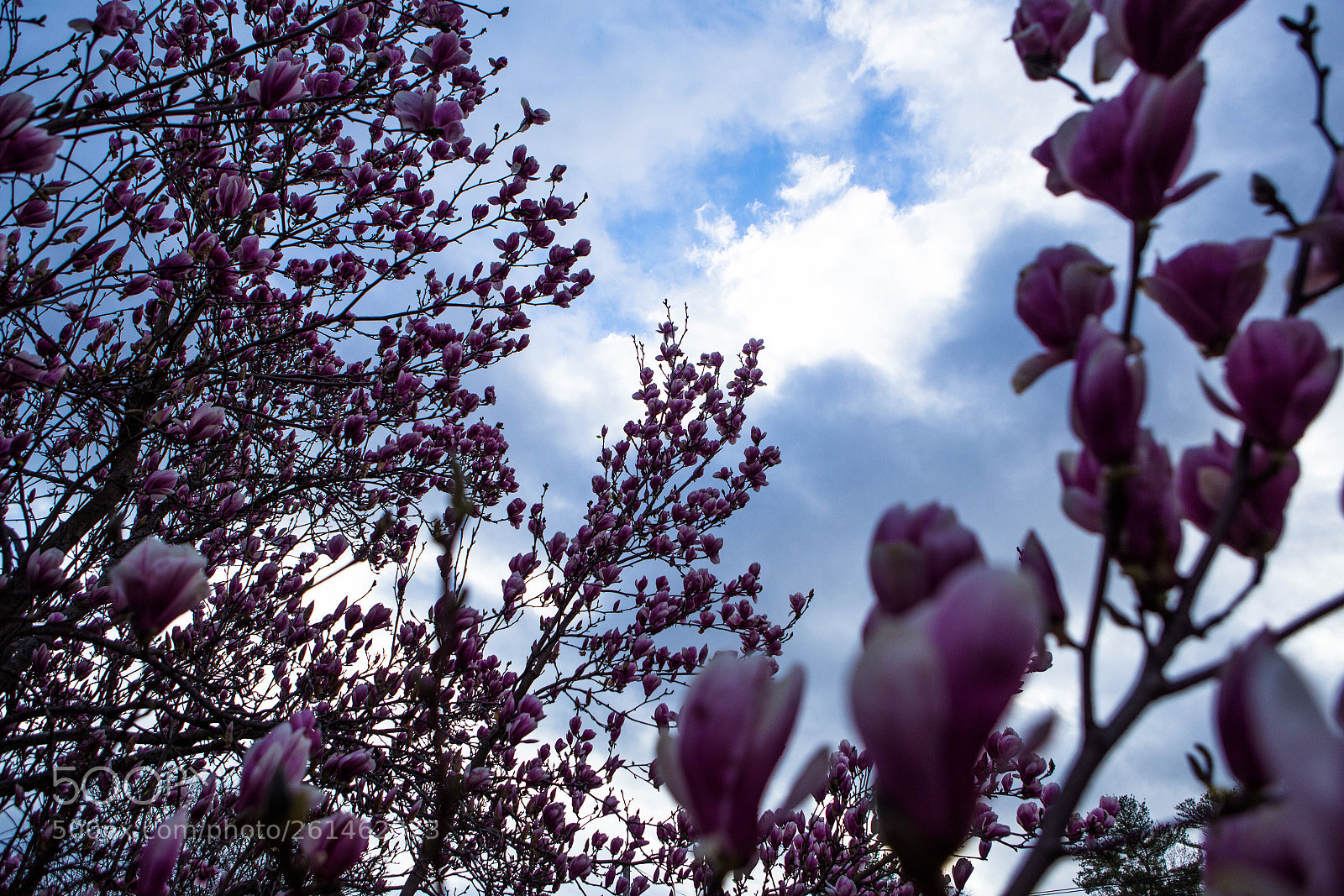 Canon EOS 6D sample photo. Beauty is all around photography