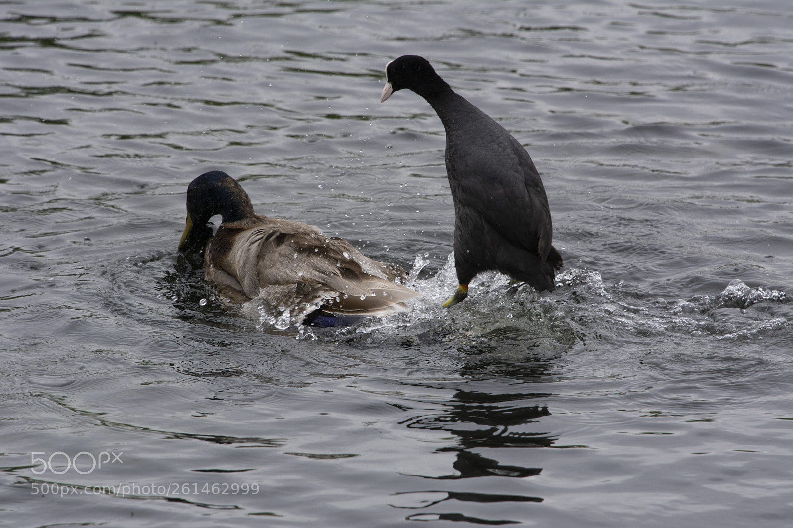 Nikon D7100 sample photo. Coot chasing a duck photography