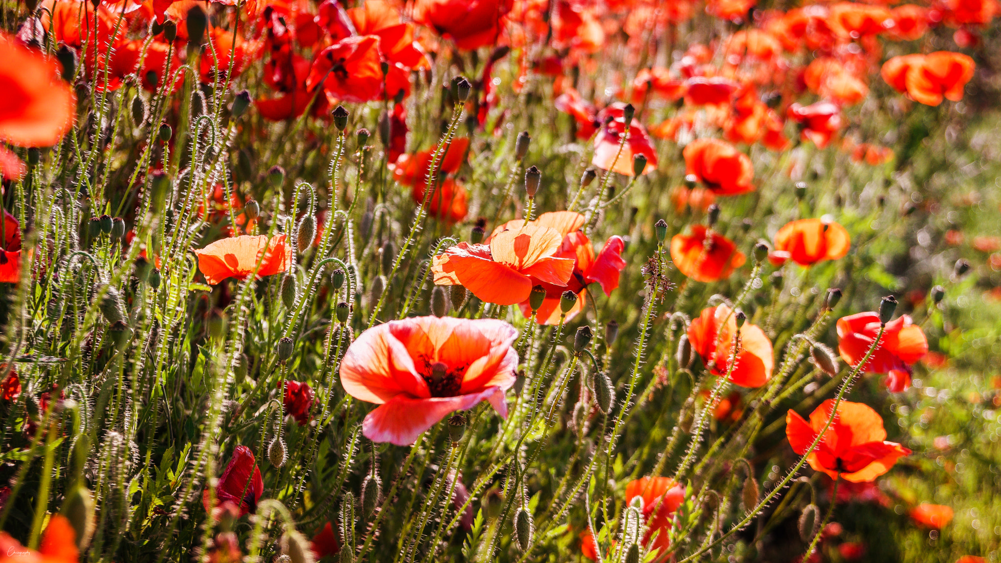 Sony a6500 sample photo. Field of poppies photography