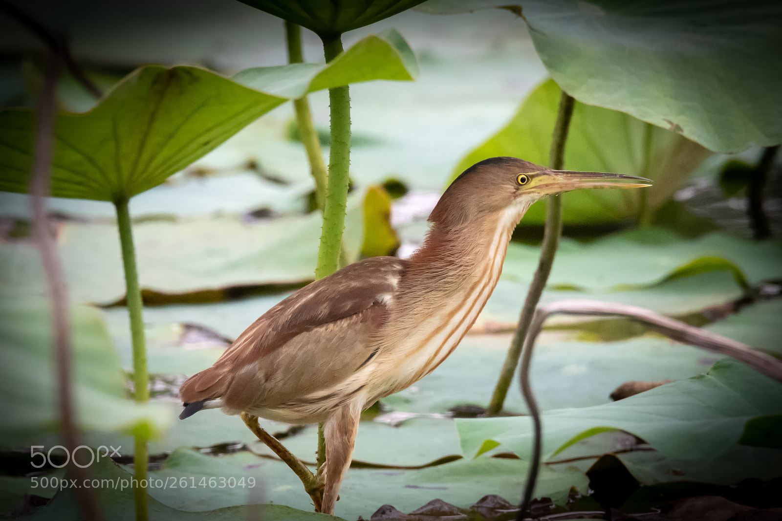 Canon EOS 80D sample photo. Yellow bittern photography