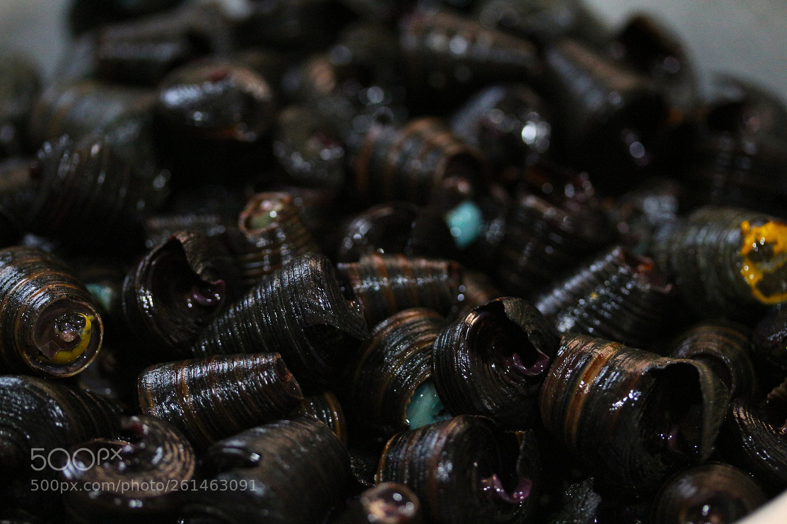 Canon EOS 700D (EOS Rebel T5i / EOS Kiss X7i) sample photo. Foraged edible shellfishes in photography