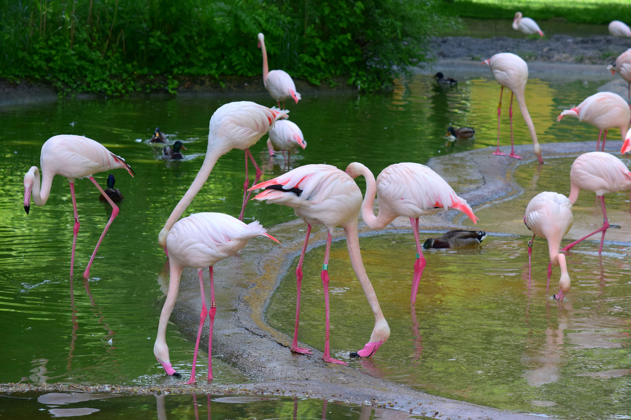 Nikon AF-S DX Micro-Nikkor 85mm F3.5G ED VR sample photo. Flamingo birds photography