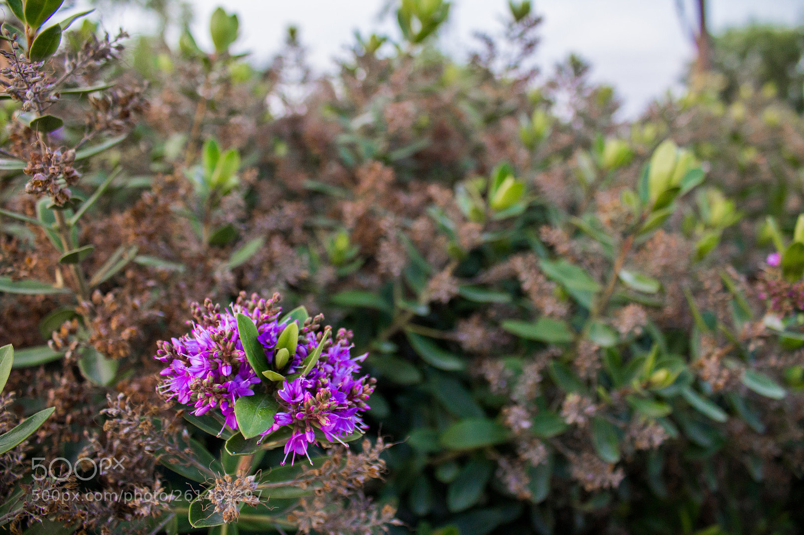Canon EOS 1200D (EOS Rebel T5 / EOS Kiss X70 / EOS Hi) sample photo. Reckless photography