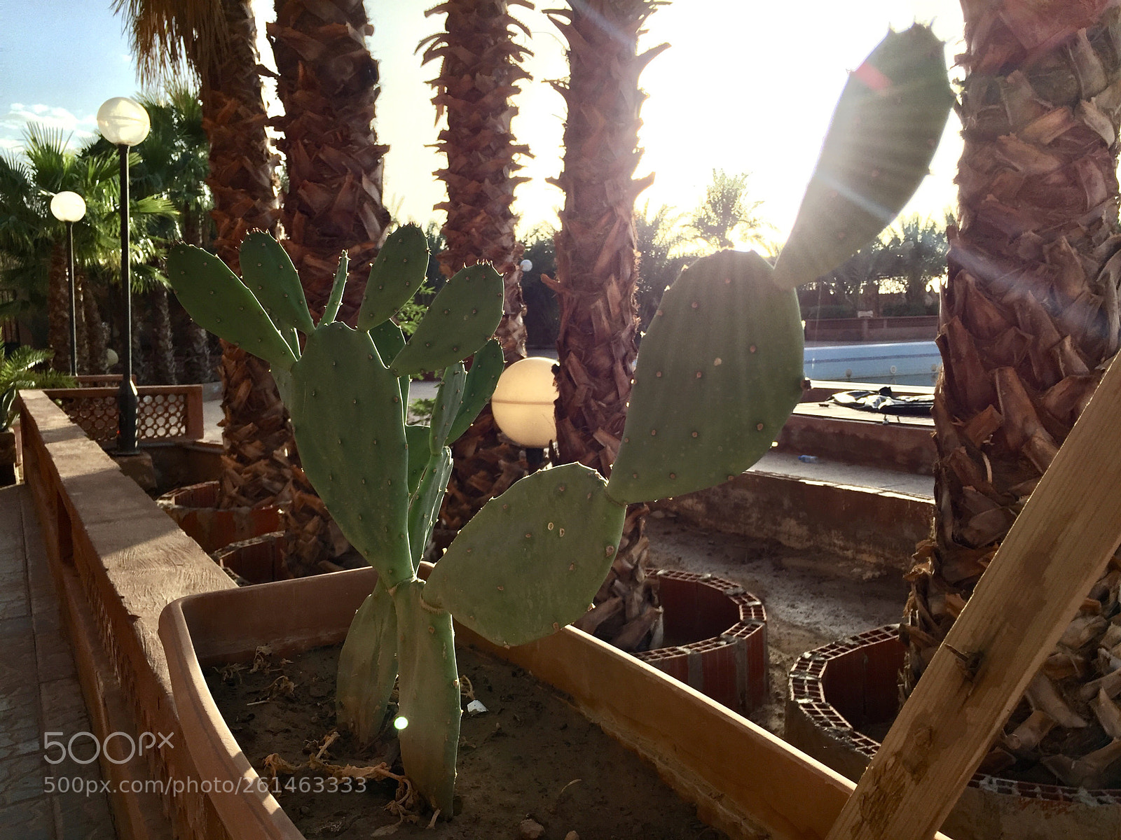 Apple iPhone 6 sample photo. Cactus in the rays photography