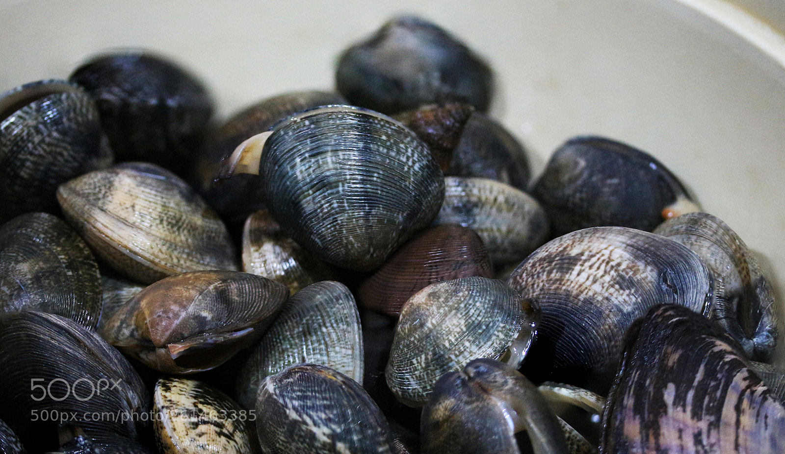 Canon EOS 700D (EOS Rebel T5i / EOS Kiss X7i) sample photo. Foraged edible shellfishes in photography