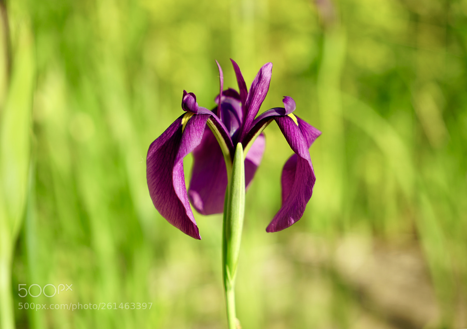 Sony a7R II sample photo. ┈cymbidium ┈ photography