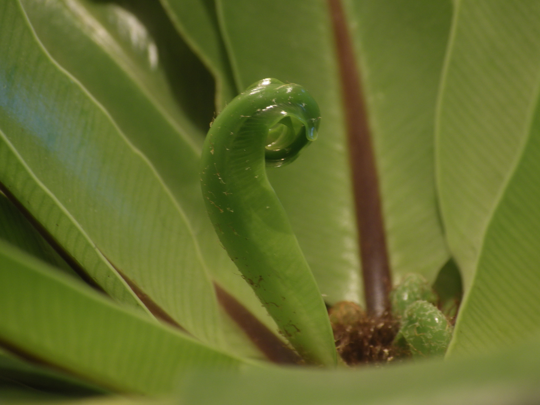 Pentax X-5 sample photo. Blossoming new plant photography