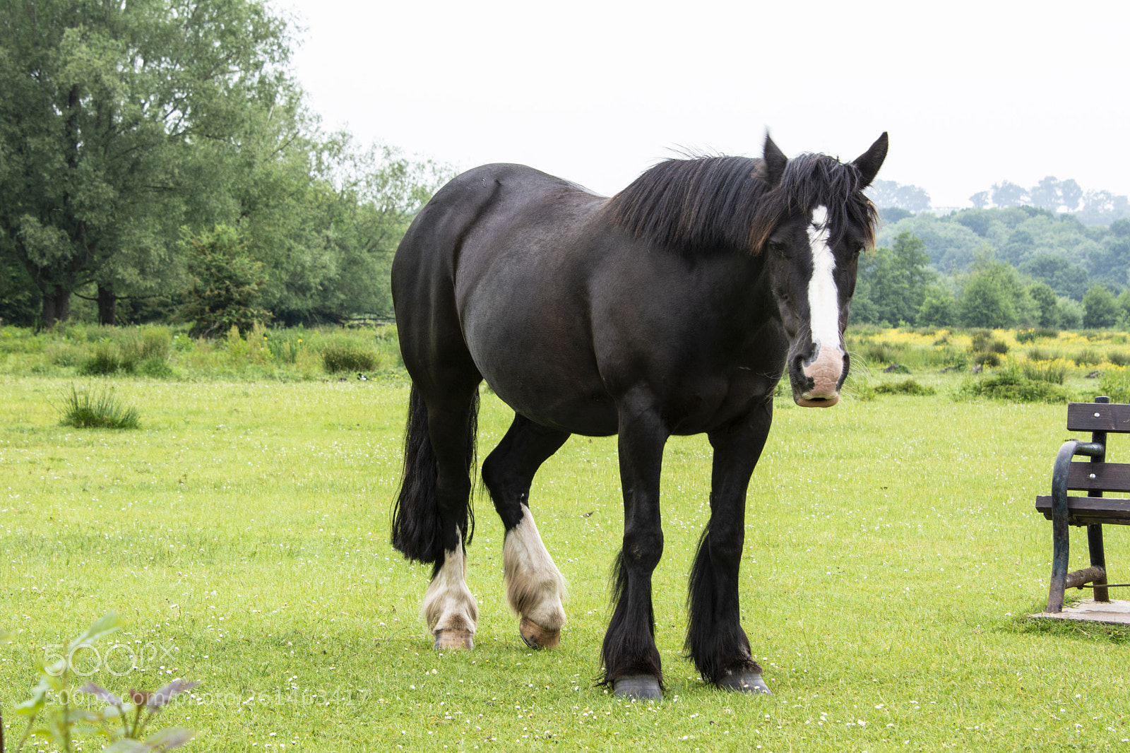 Nikon D7100 sample photo. Horse photography