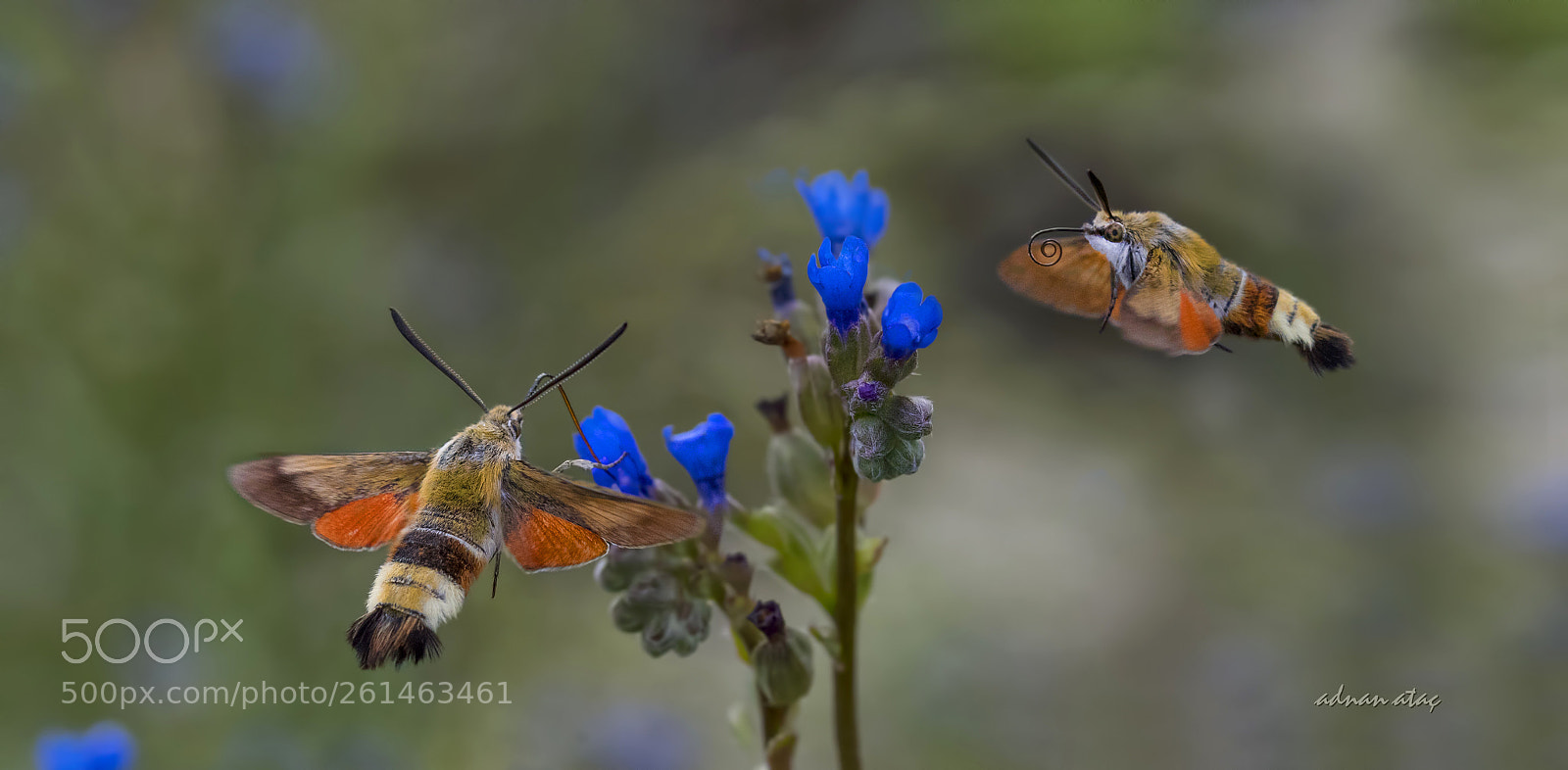 Nikon D5 sample photo. Zeytin atmaca g vesi photography