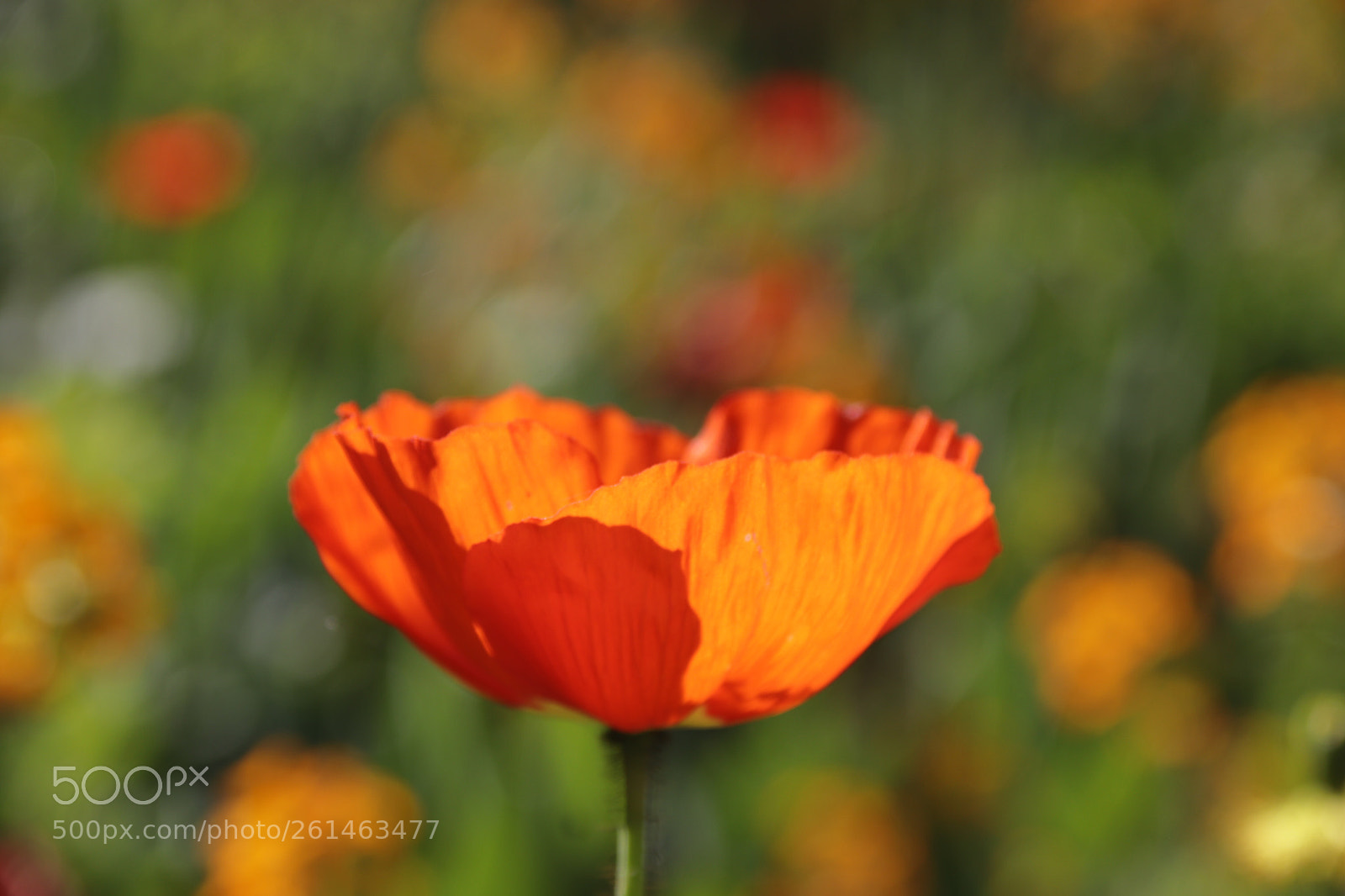 Canon EOS 200D (EOS Rebel SL2 / EOS Kiss X9) sample photo.  poppy flower  photography