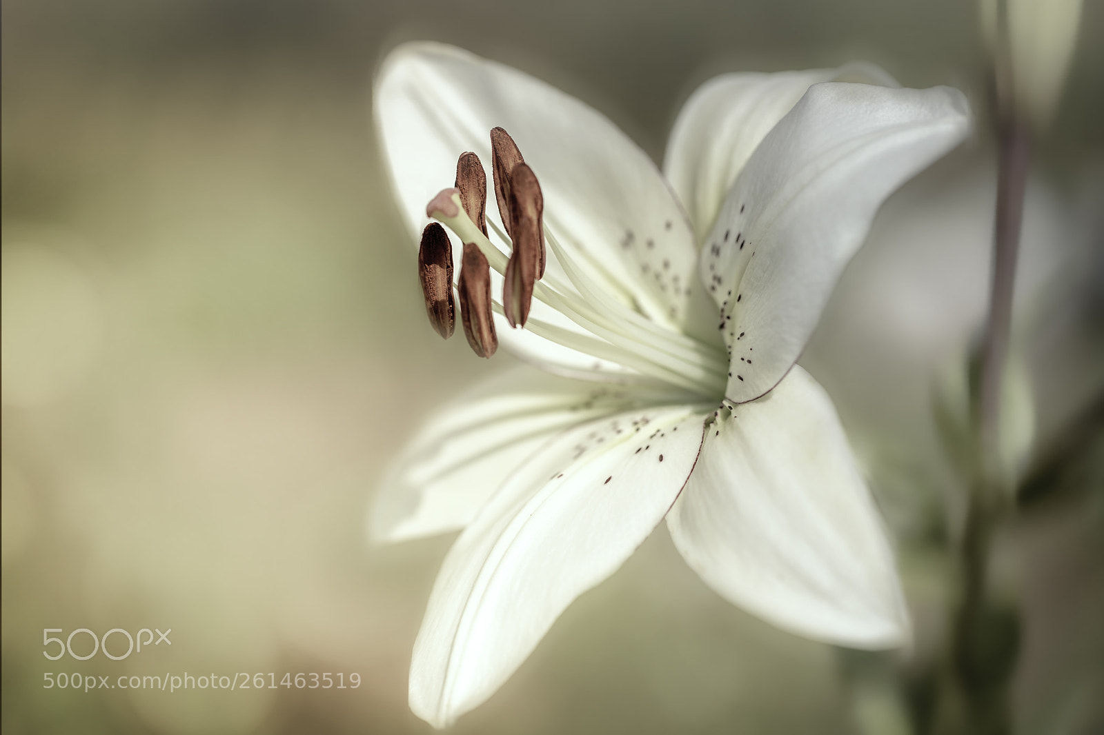 Canon EOS 6D Mark II sample photo. Flower photography
