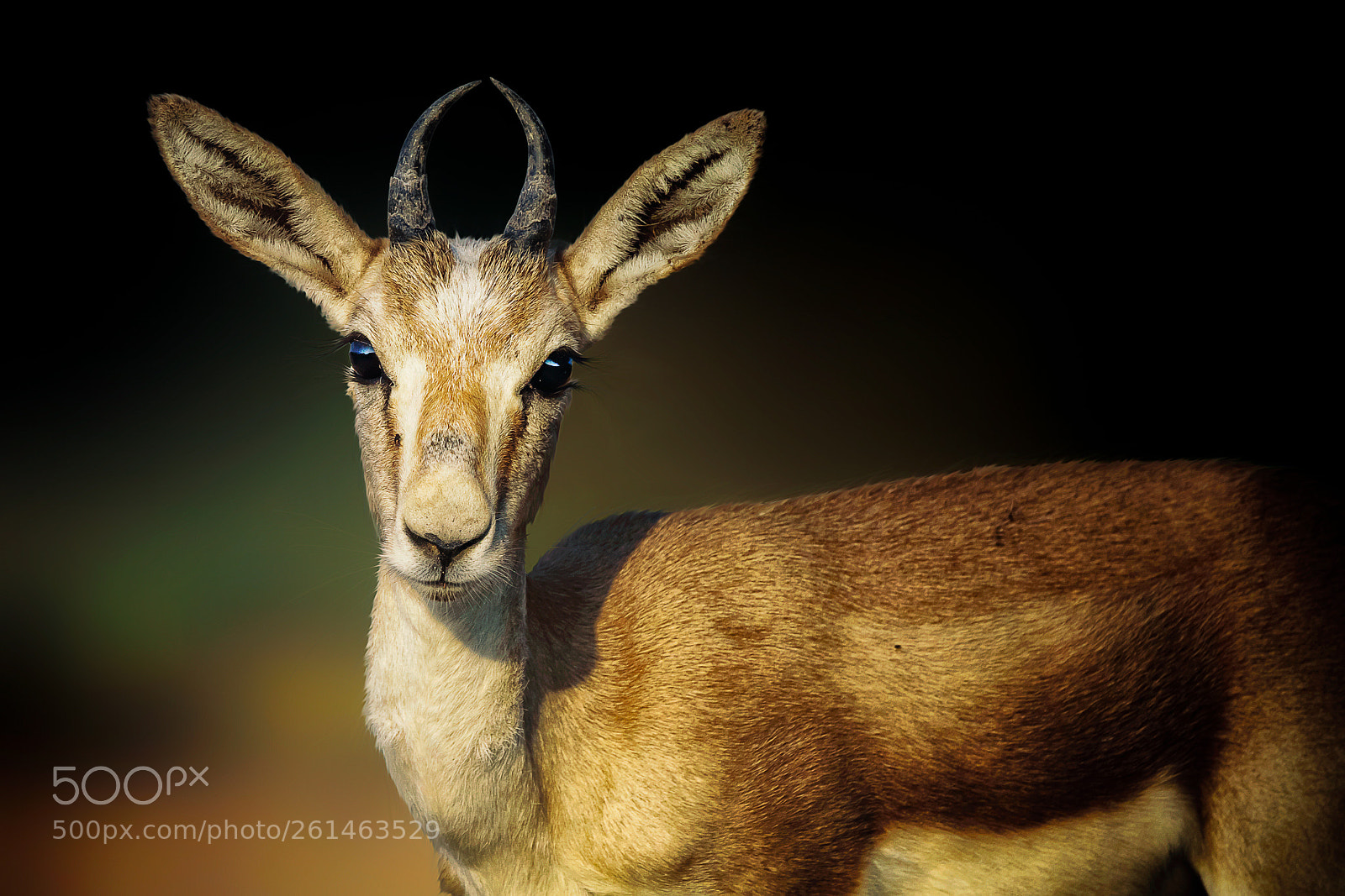 Canon EOS 7D Mark II sample photo. Persian gazelle... photography