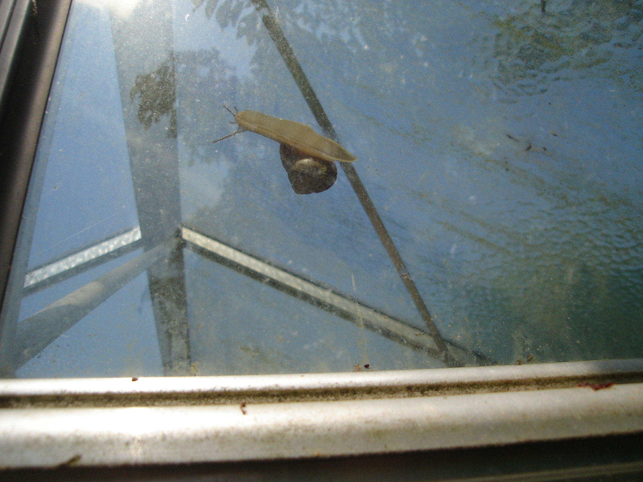 Sony DSC-L1 sample photo. Imprisoned snail photography