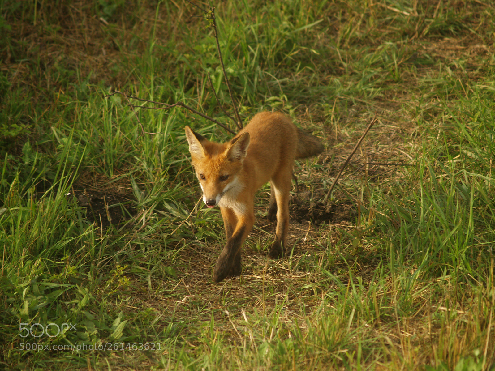 Olympus E-500 (EVOLT E-500) sample photo. Little fox photography