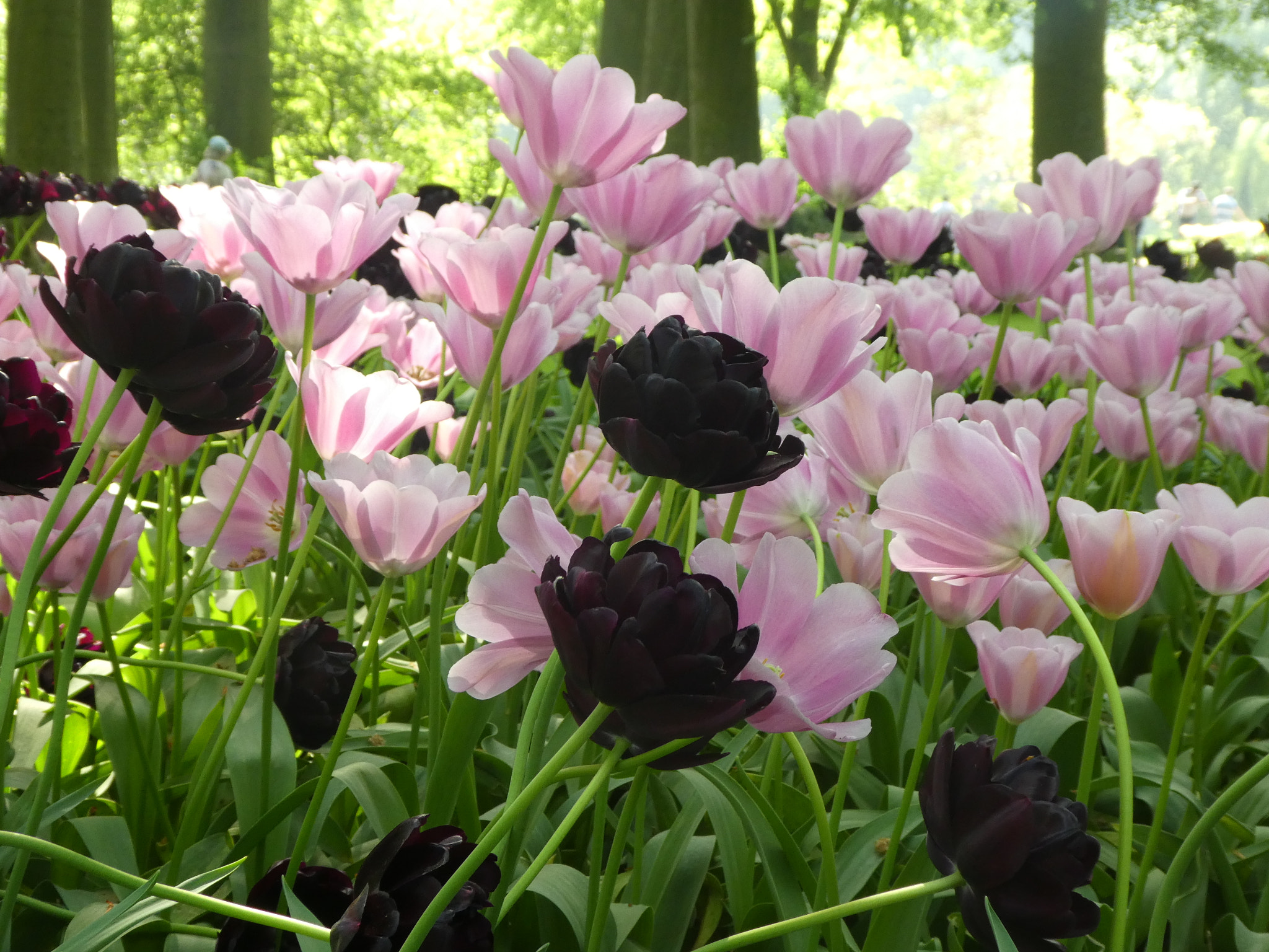 Panasonic Lumix DMC-ZS60 (Lumix DMC-TZ80) sample photo. Spring flower photography