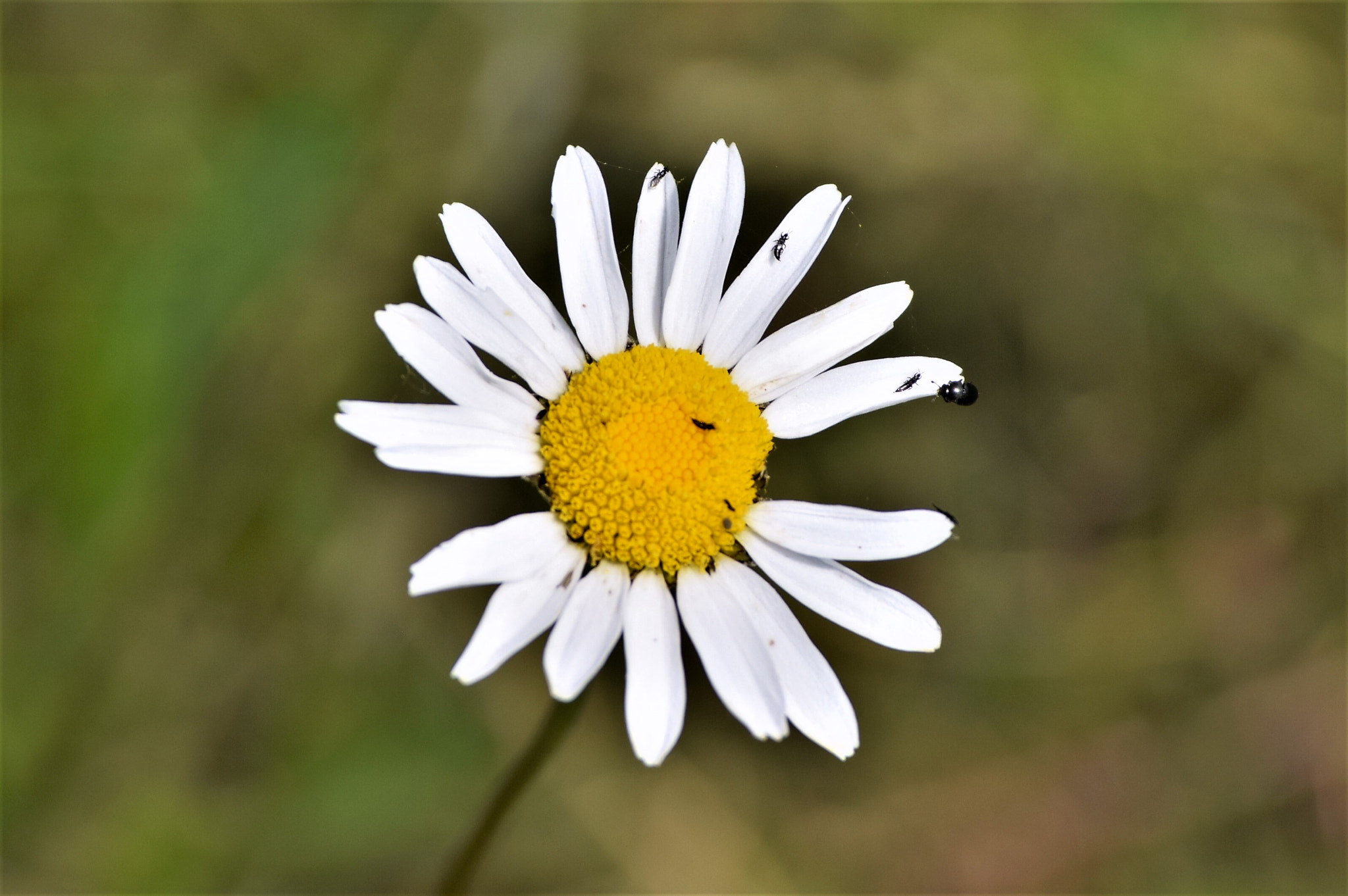 Nikon D3300 sample photo. Different photography