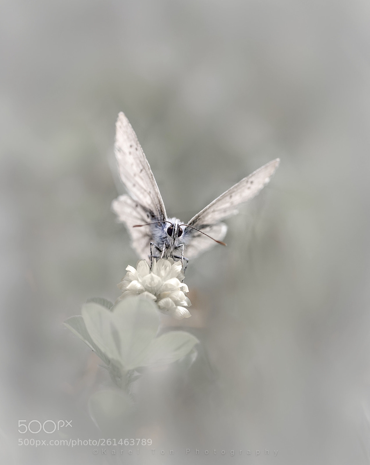 Canon EOS 6D sample photo. Butterfly, noordhollands duinreservaat, holland photography