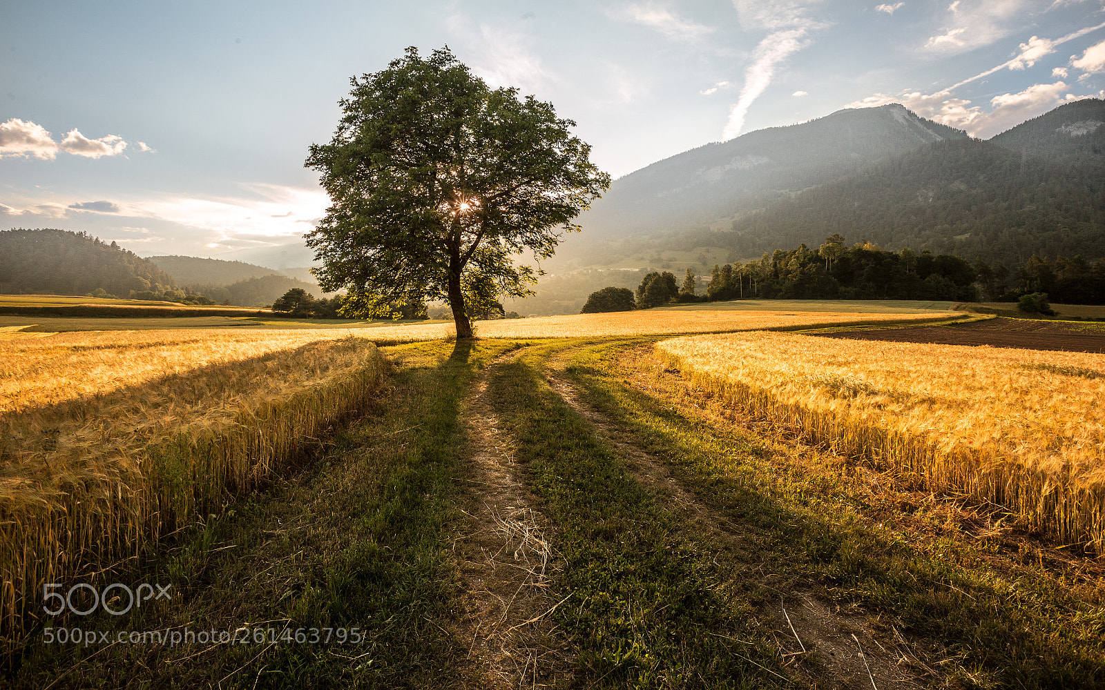 Canon EOS 6D sample photo. Golden fields photography