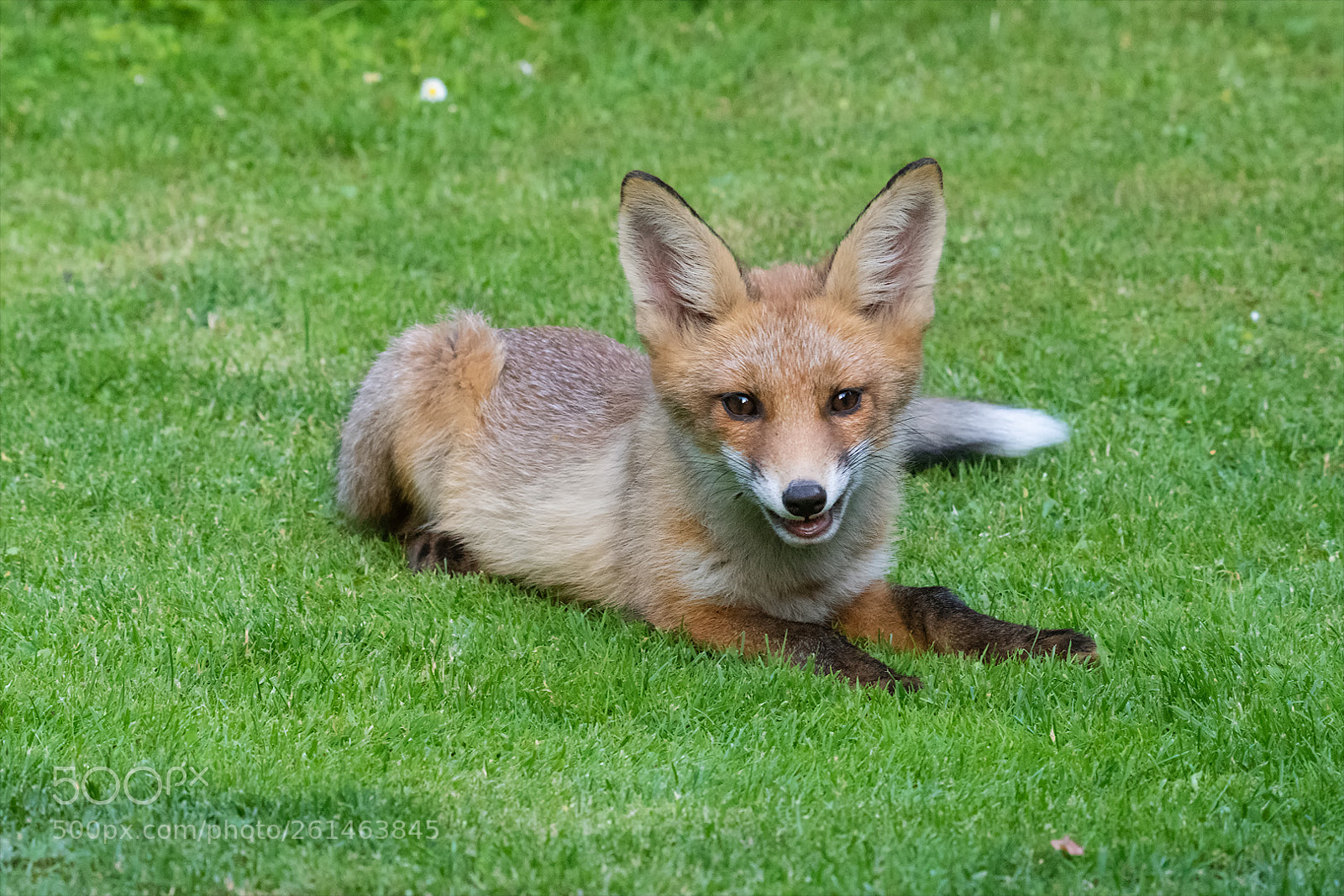 Nikon D850 sample photo. Smiling young fox! photography