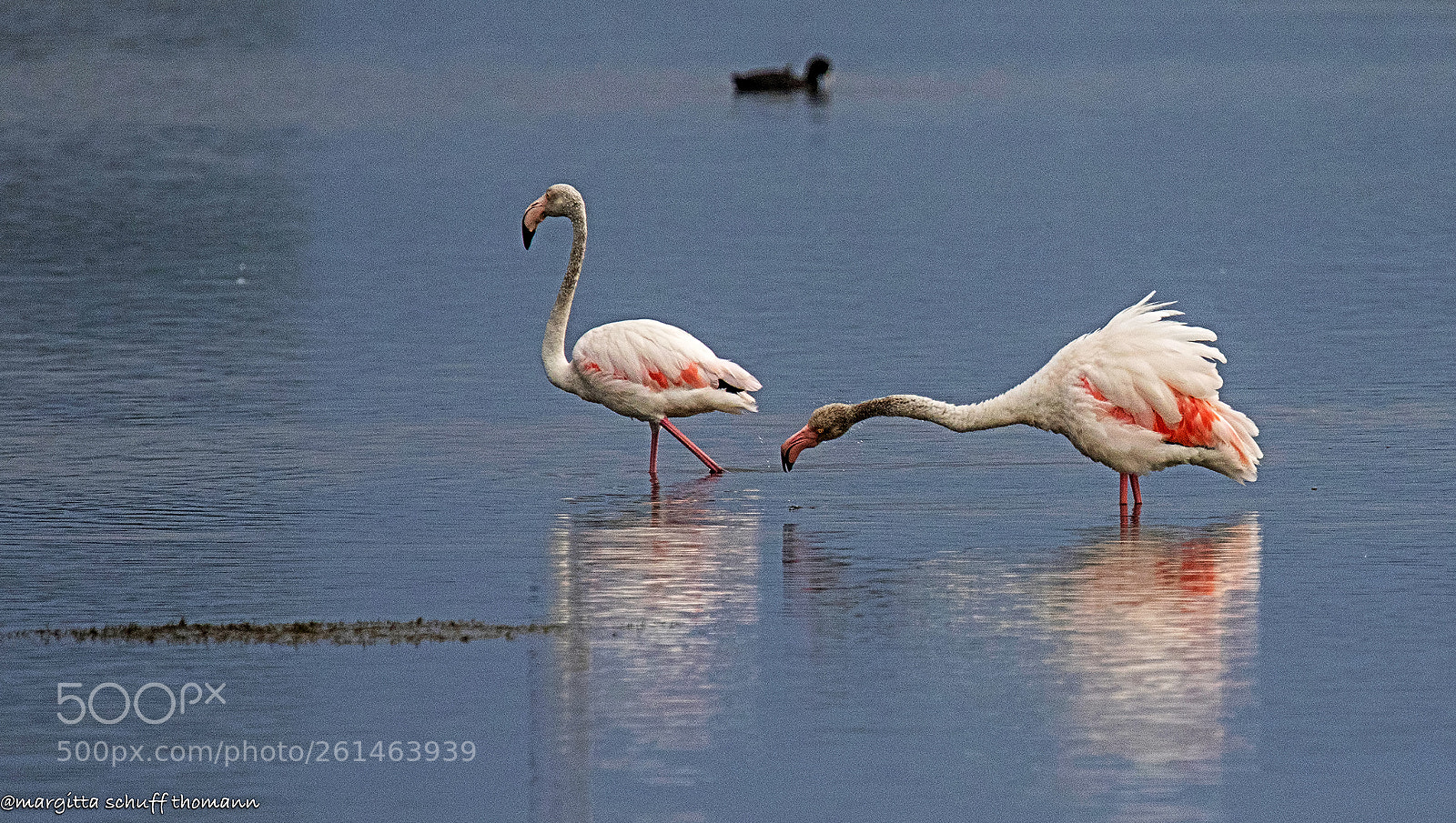 Canon EOS 7D Mark II sample photo. Flamingos ... photography