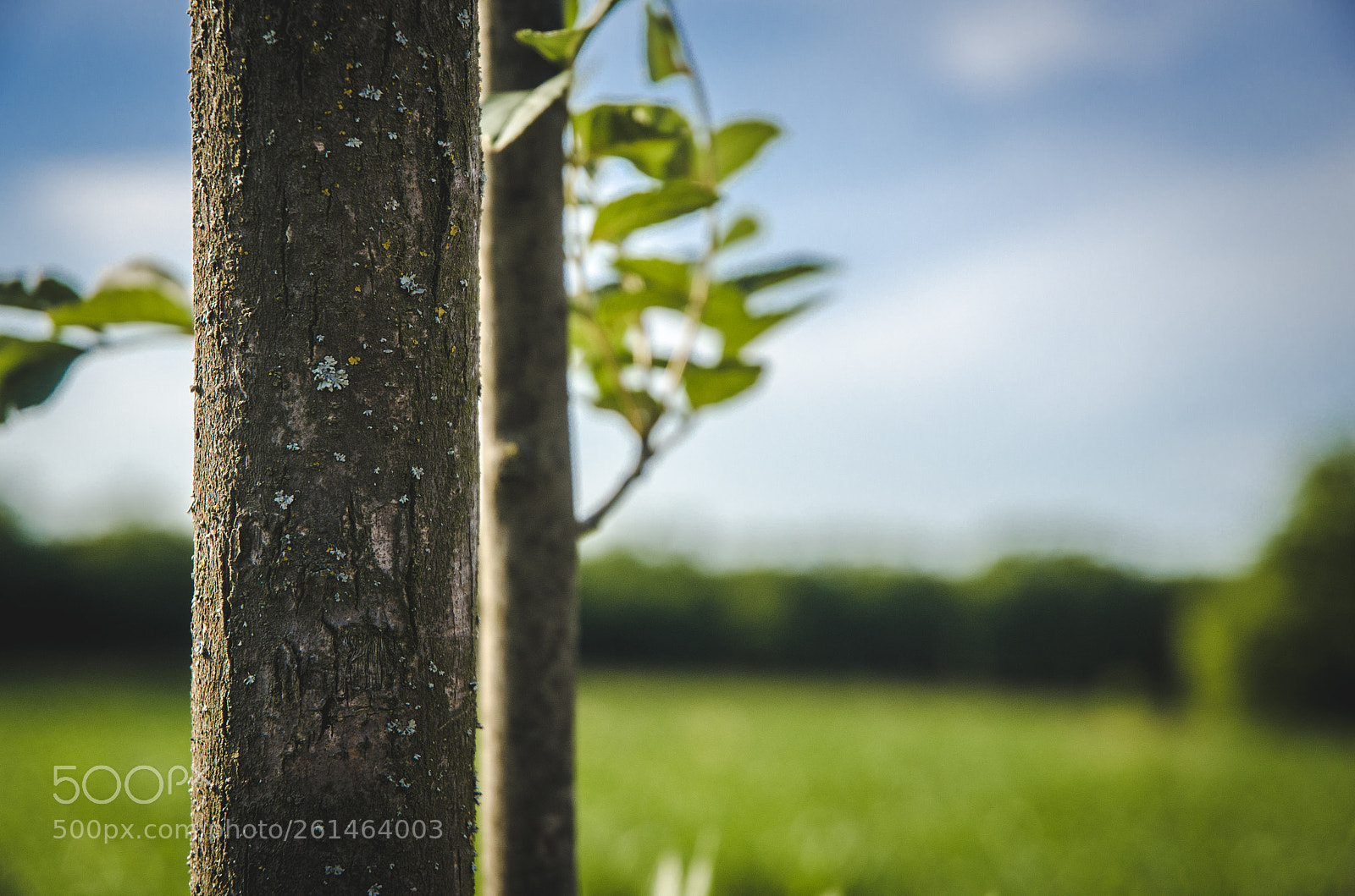 Nikon D5100 sample photo. Bole photography