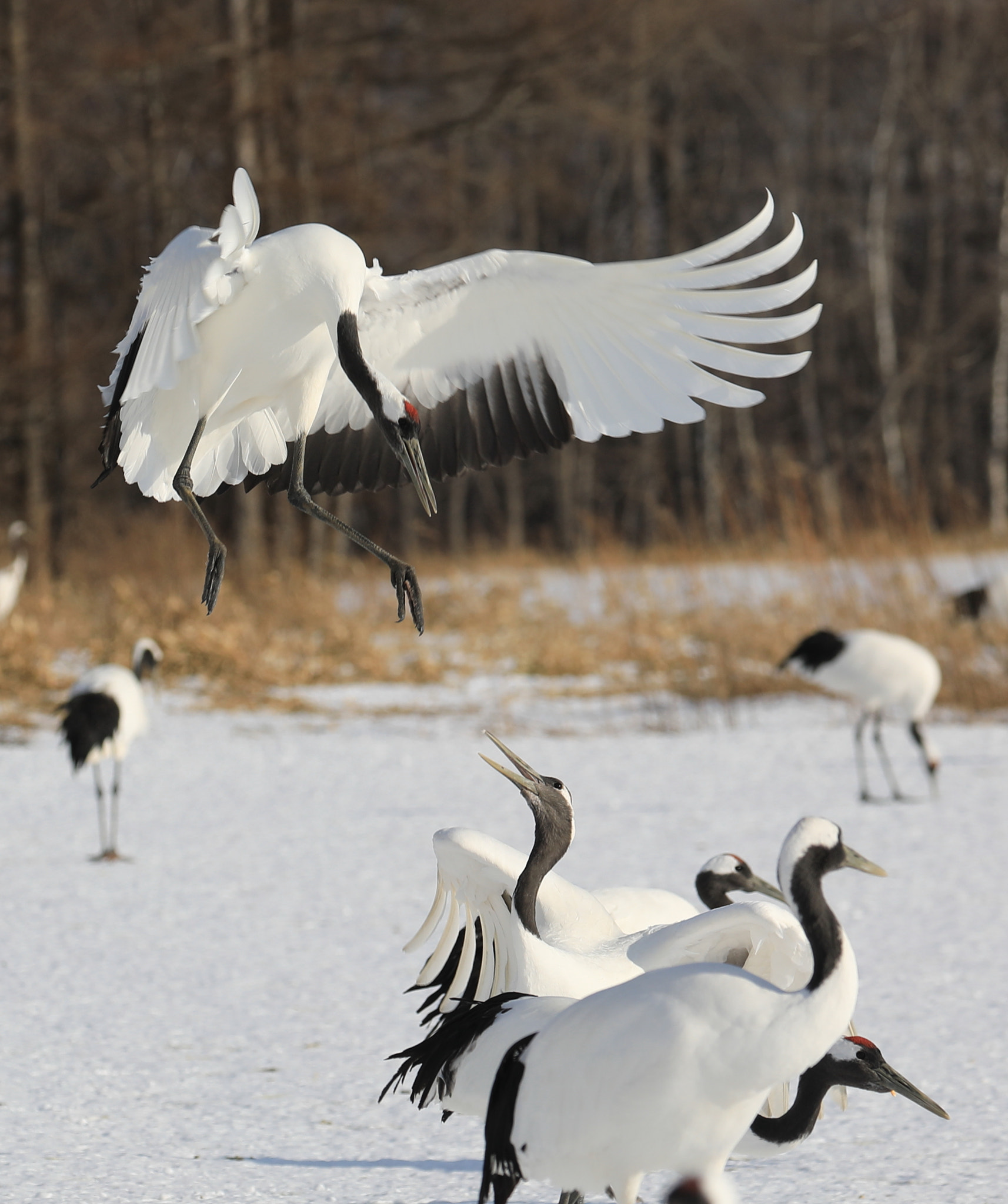 Canon EOS 5D Mark IV sample photo. Grues du japon hokkaido photography
