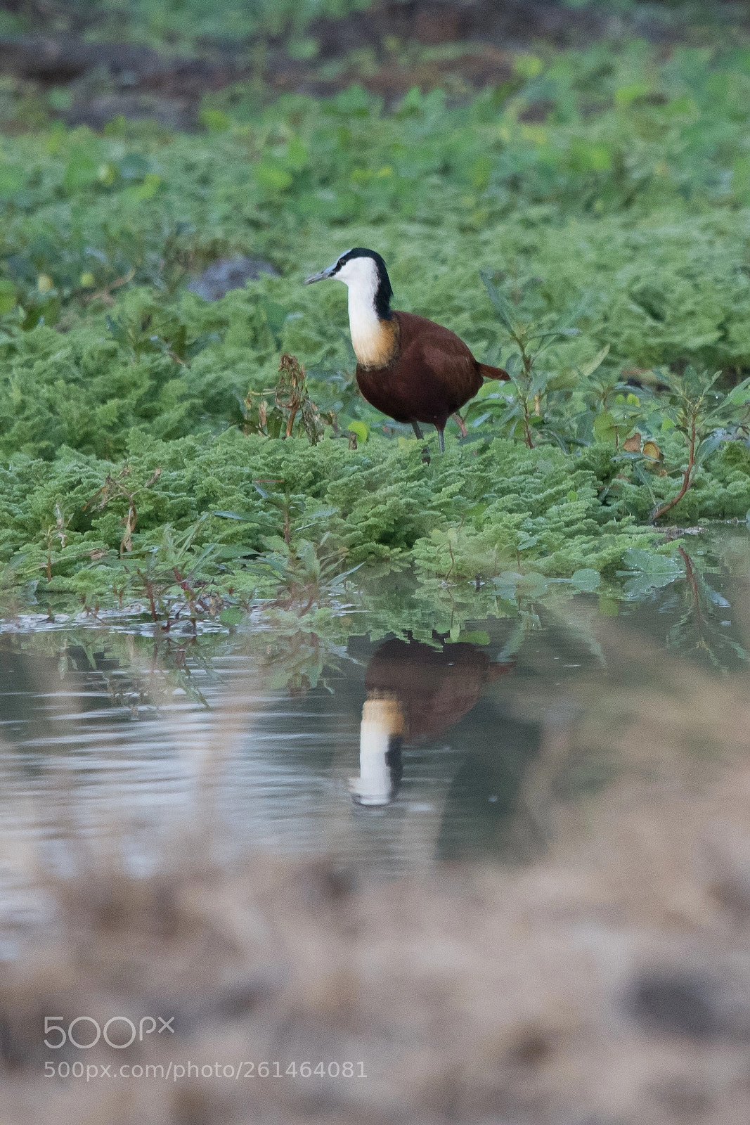 Nikon D850 sample photo. African jacana photography