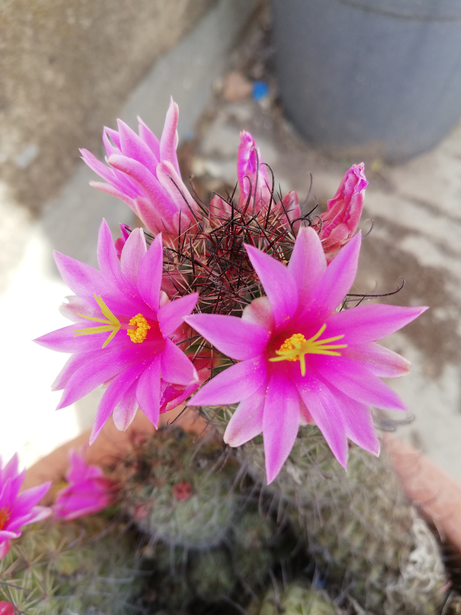 HUAWEI Mate 10 Lite sample photo