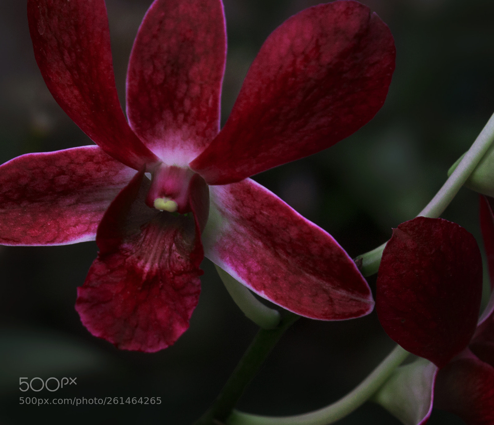 Canon EOS 500D (EOS Rebel T1i / EOS Kiss X3) sample photo. Orchid red photography