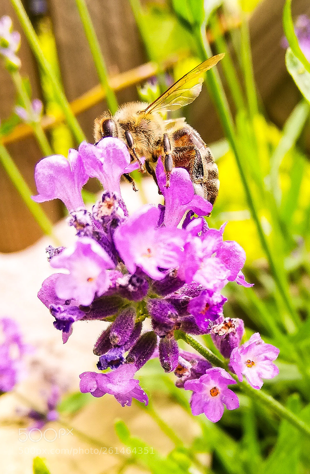 HUAWEI P20 lite sample photo. Drink and fly bee photography