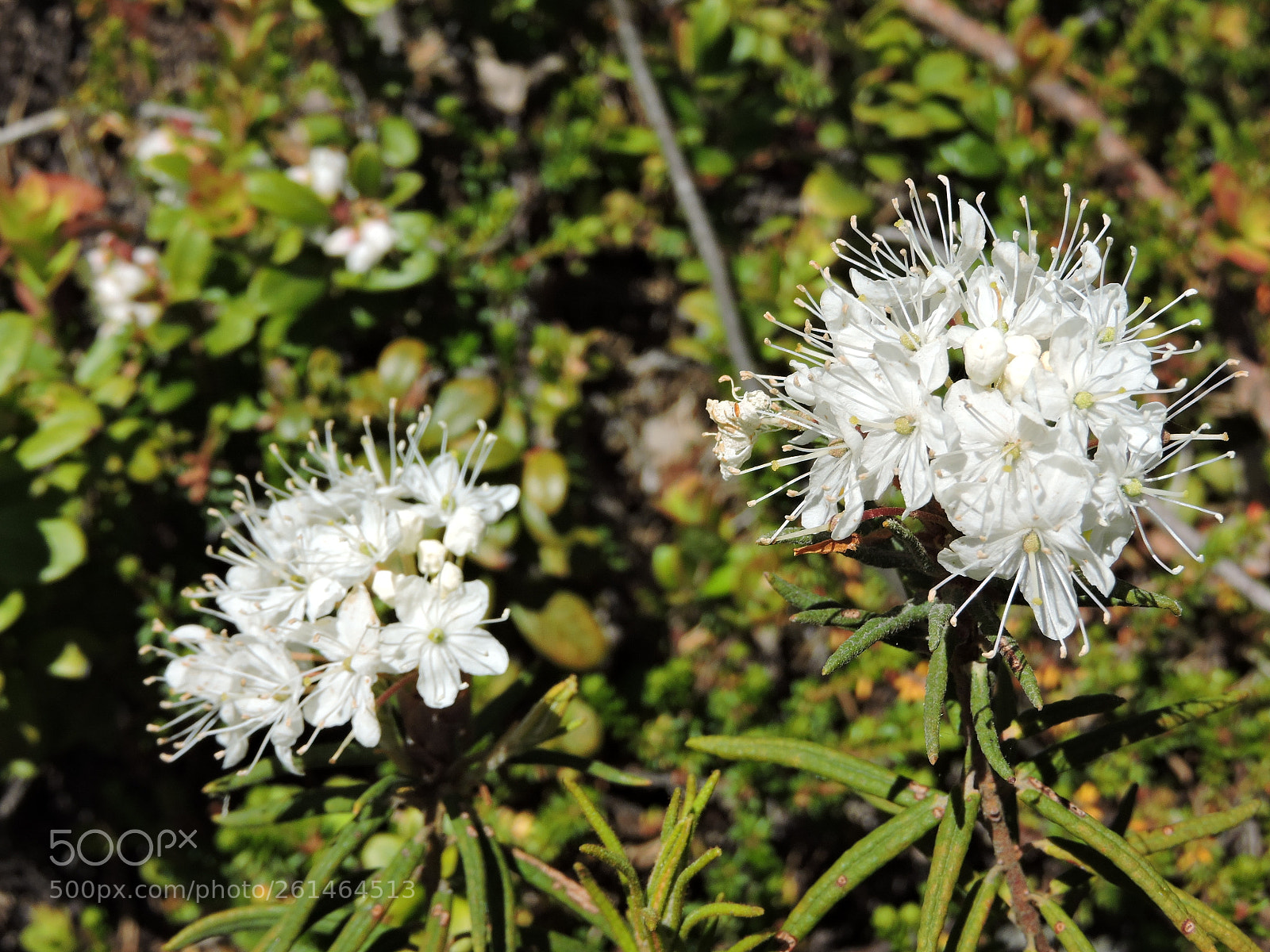 Nikon Coolpix P600 sample photo. Northern labrador tea photography