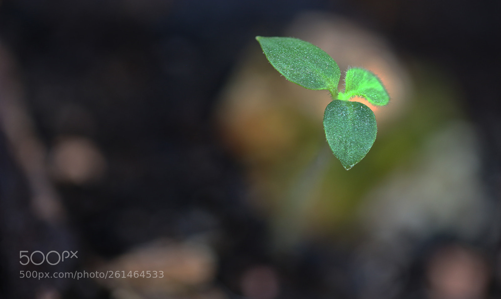 Canon EOS 700D (EOS Rebel T5i / EOS Kiss X7i) sample photo. Spring photography