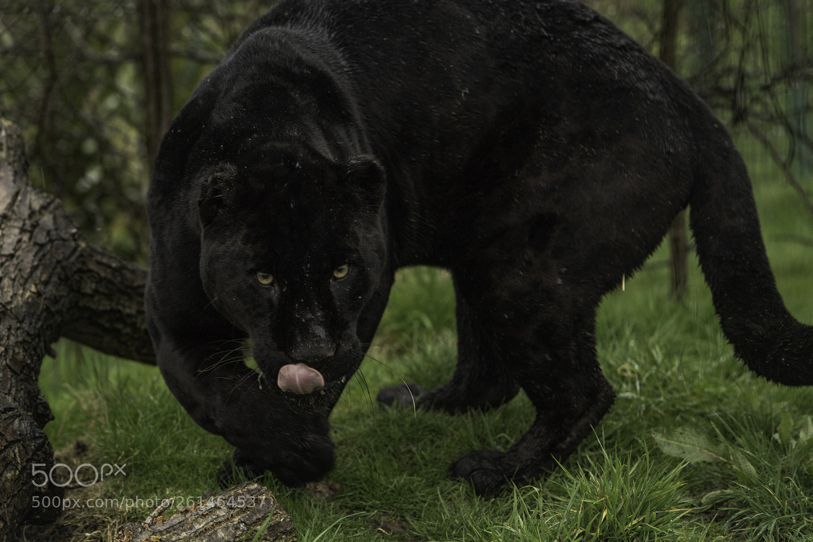 Nikon D5 sample photo. Black jaguar series photography