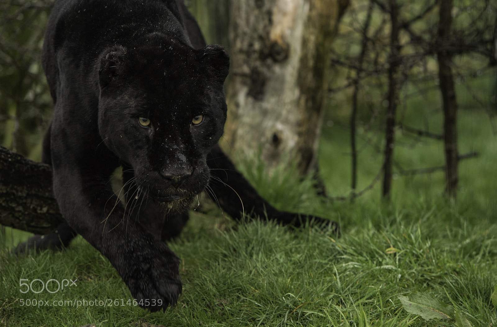Nikon D5 sample photo. Black jaguar series photography