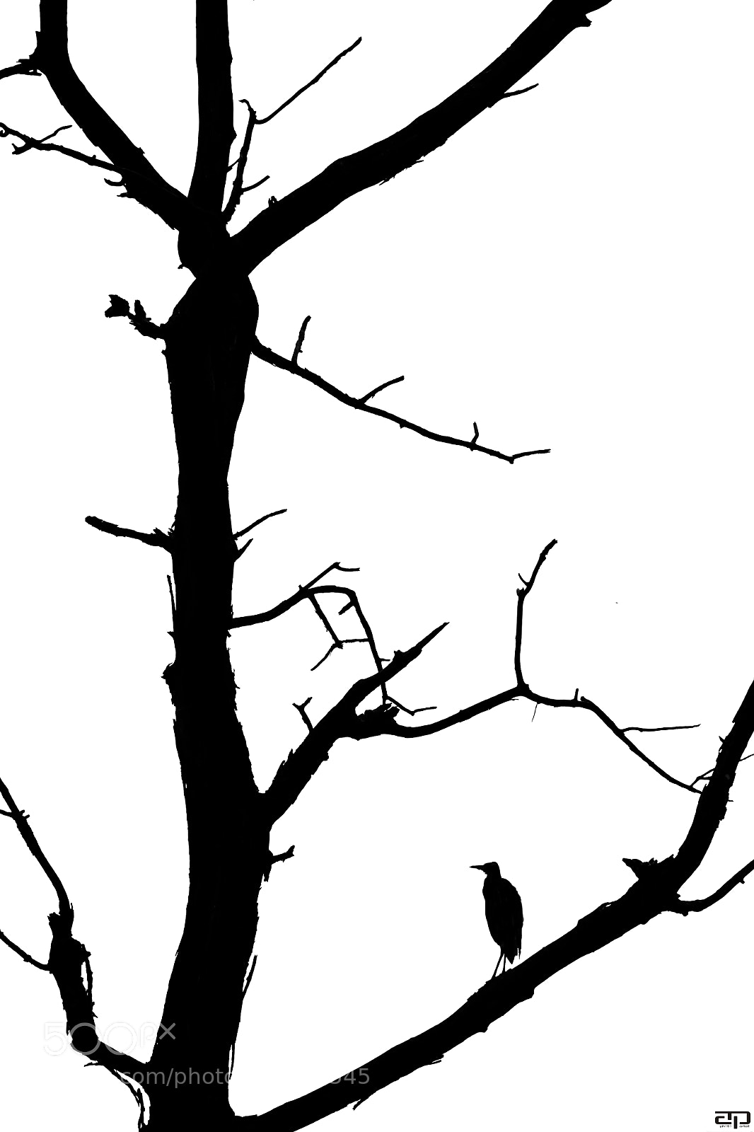 Nikon D810 sample photo. Egret in high key photography