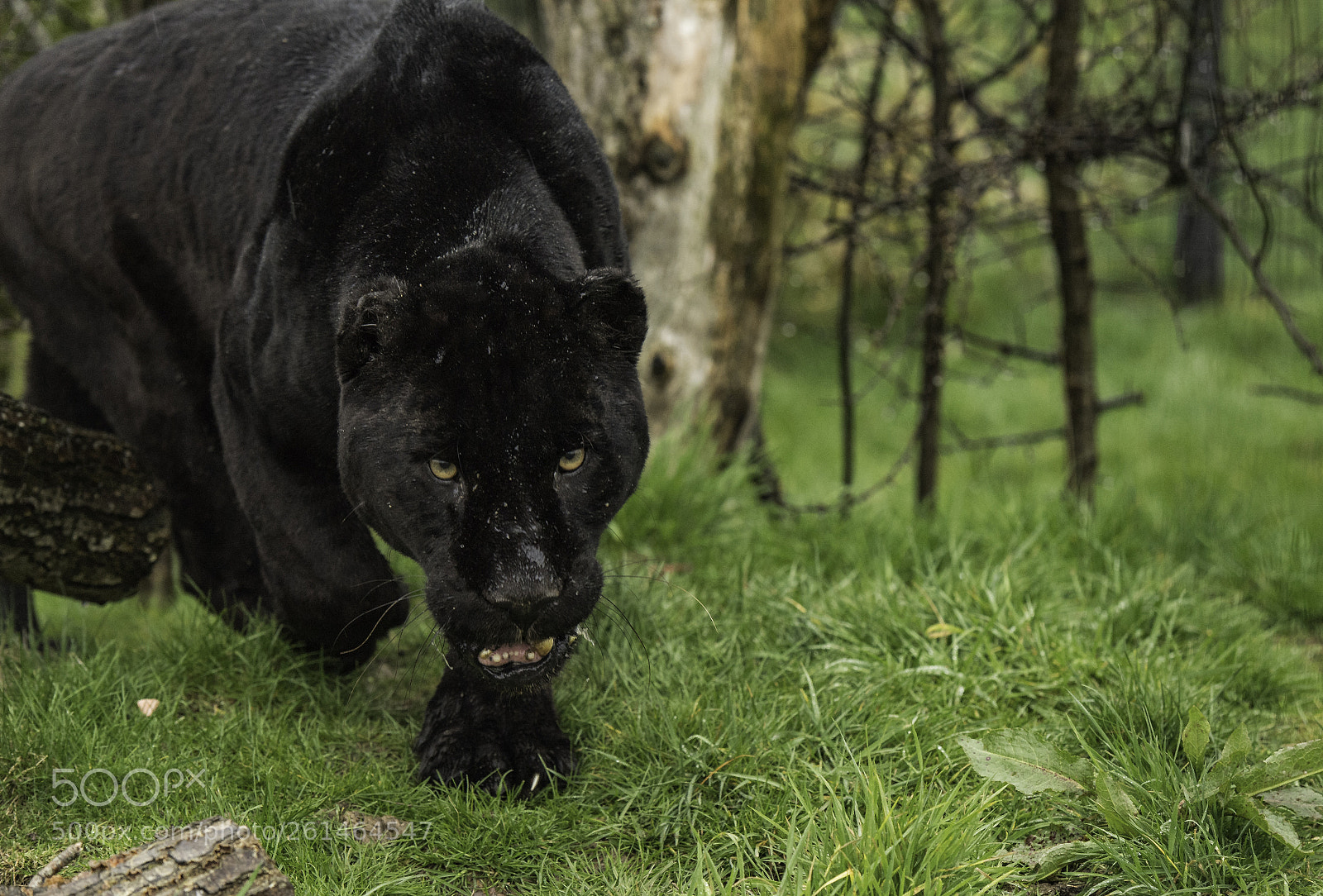Nikon D5 sample photo. Black jaguar series photography