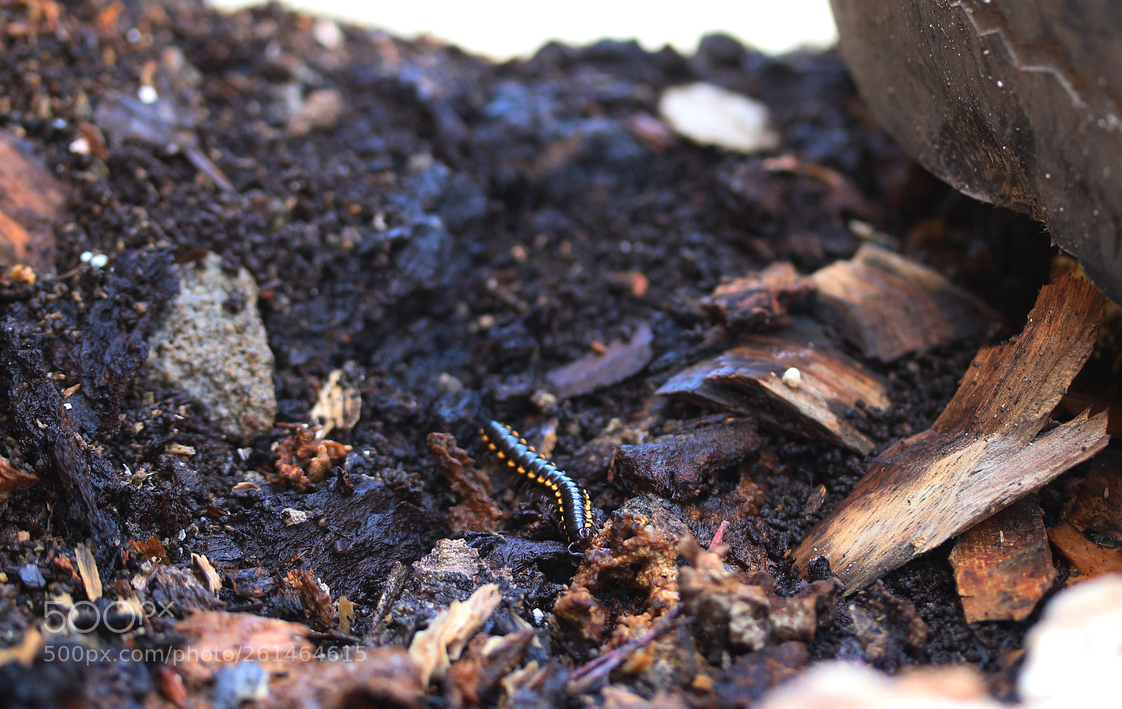 Canon EOS 700D (EOS Rebel T5i / EOS Kiss X7i) sample photo. Garden creepy crawlies photography