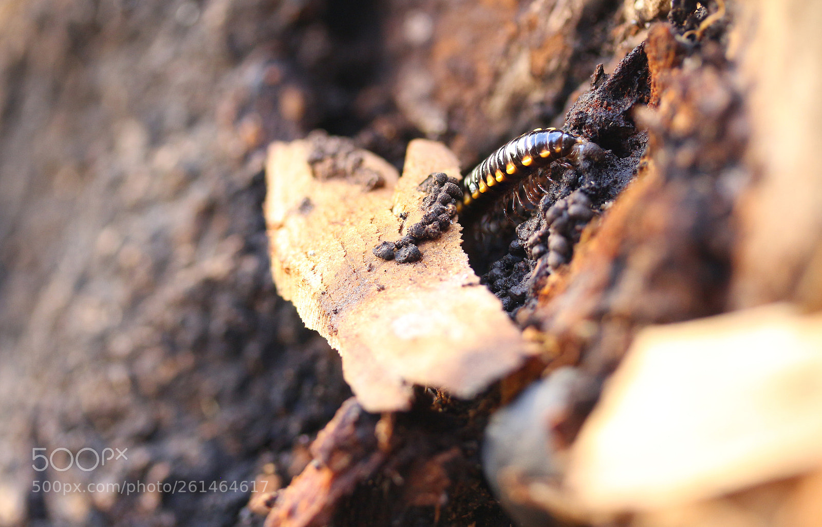 Canon EOS 700D (EOS Rebel T5i / EOS Kiss X7i) sample photo. Garden creepy crawlies photography