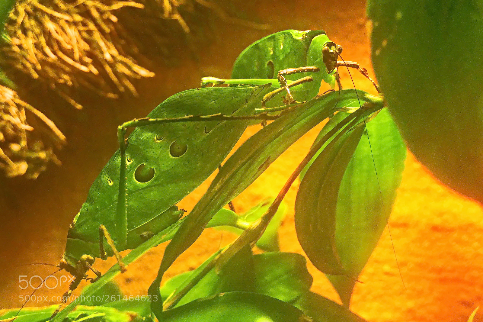 Panasonic Lumix DMC-FZ2500 (Lumix DMC-FZ2000) sample photo. Riesenblatt heuschrecke photography