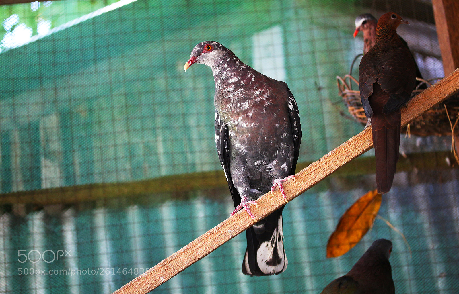 Canon EOS 700D (EOS Rebel T5i / EOS Kiss X7i) sample photo. Rare wild doves photography