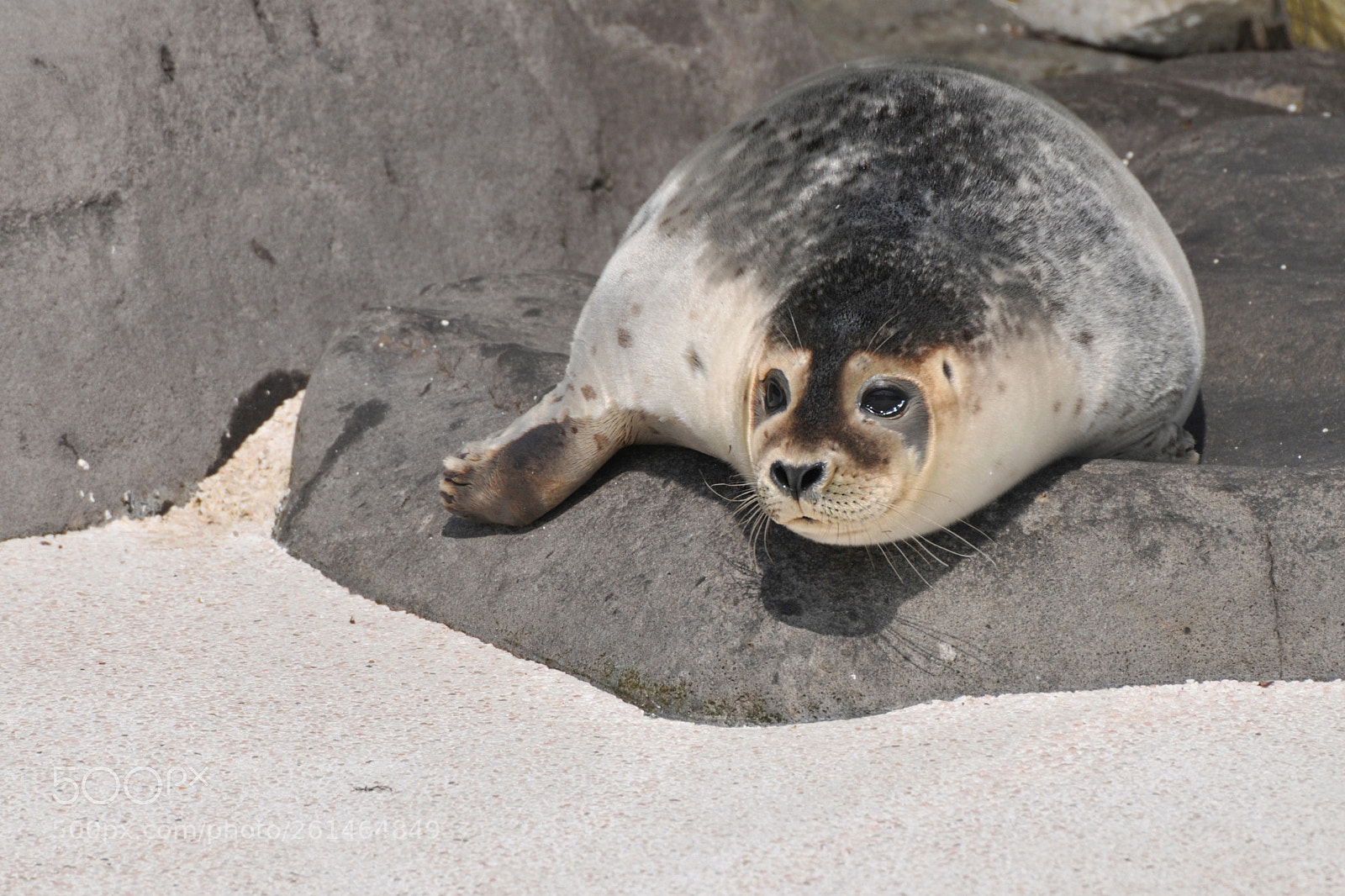 Nikon D300 sample photo. Seal photography