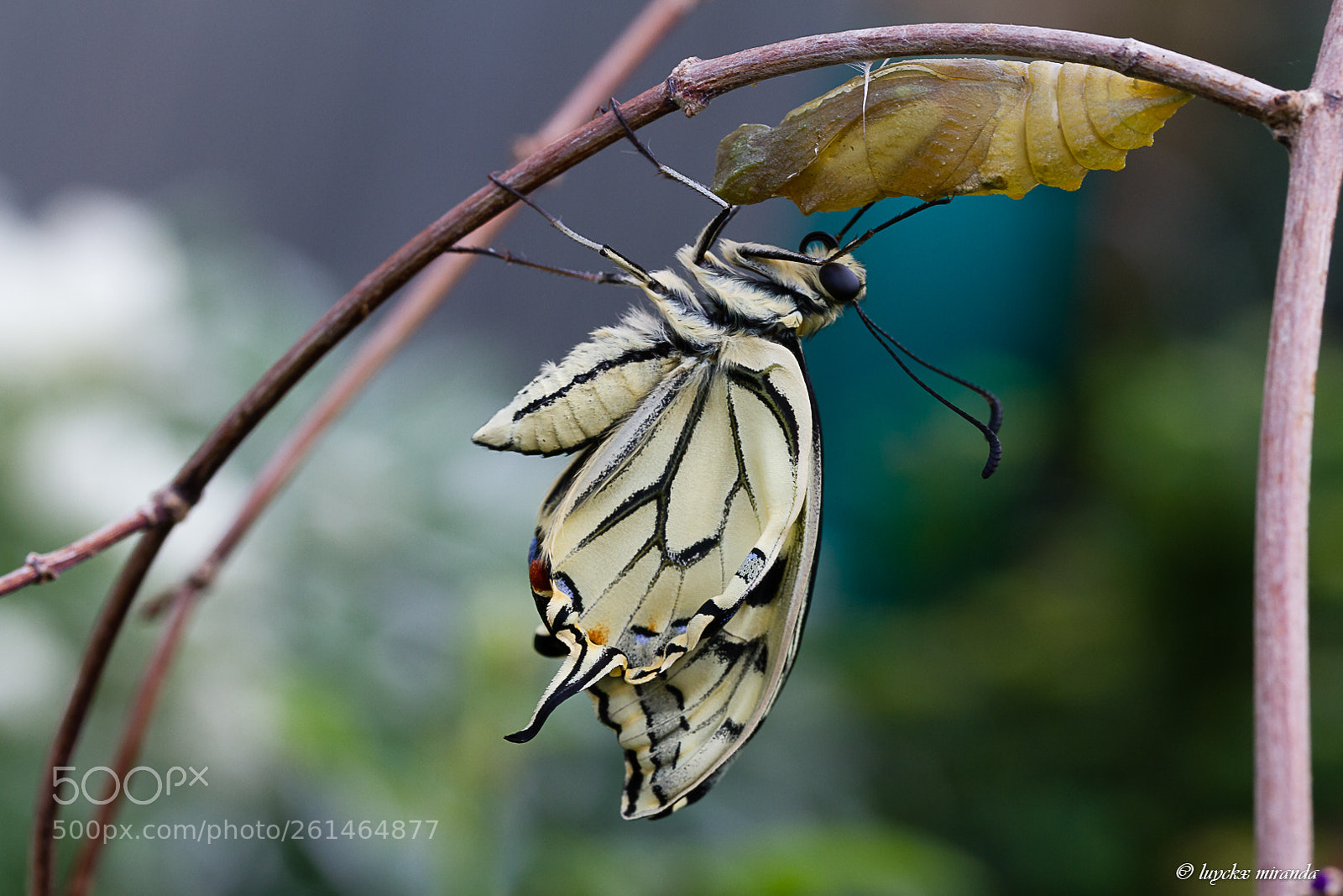 Canon EOS 7D sample photo. Swallowtail, just born. photography