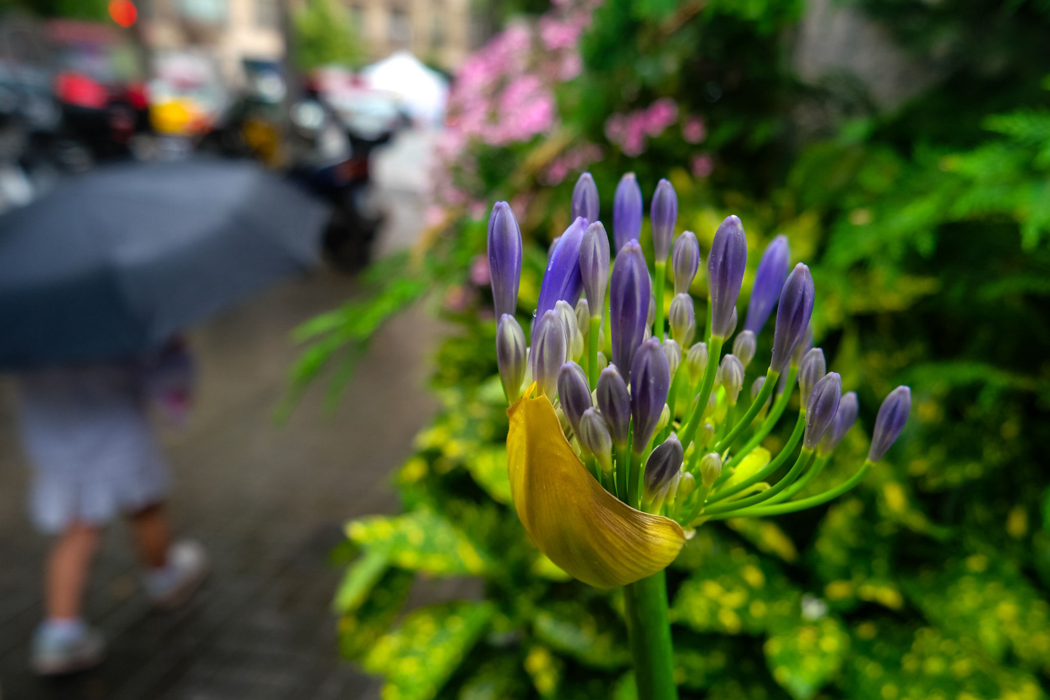 Samsung NX500 sample photo. Blossoming in the rain photography