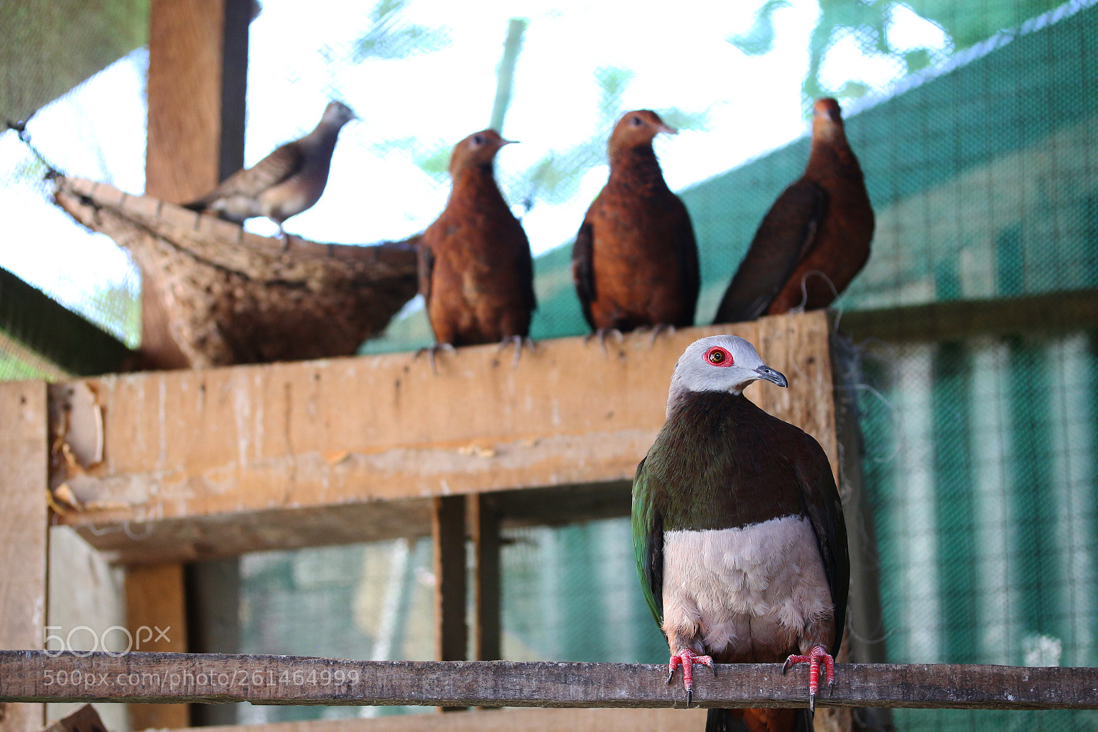 Canon EOS 700D (EOS Rebel T5i / EOS Kiss X7i) sample photo. Rare wild doves photography