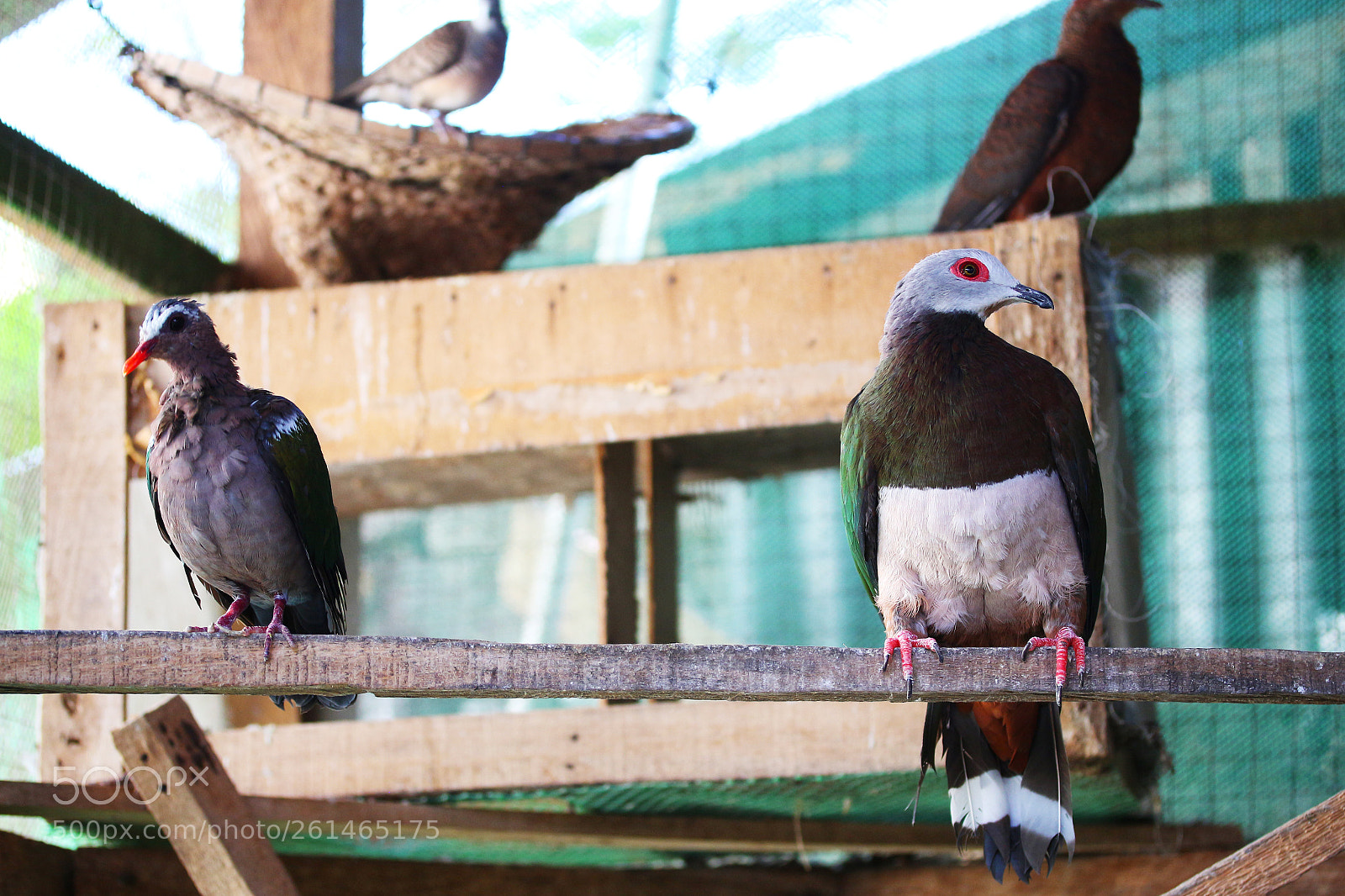 Canon EOS 700D (EOS Rebel T5i / EOS Kiss X7i) sample photo. Rare wild doves photography
