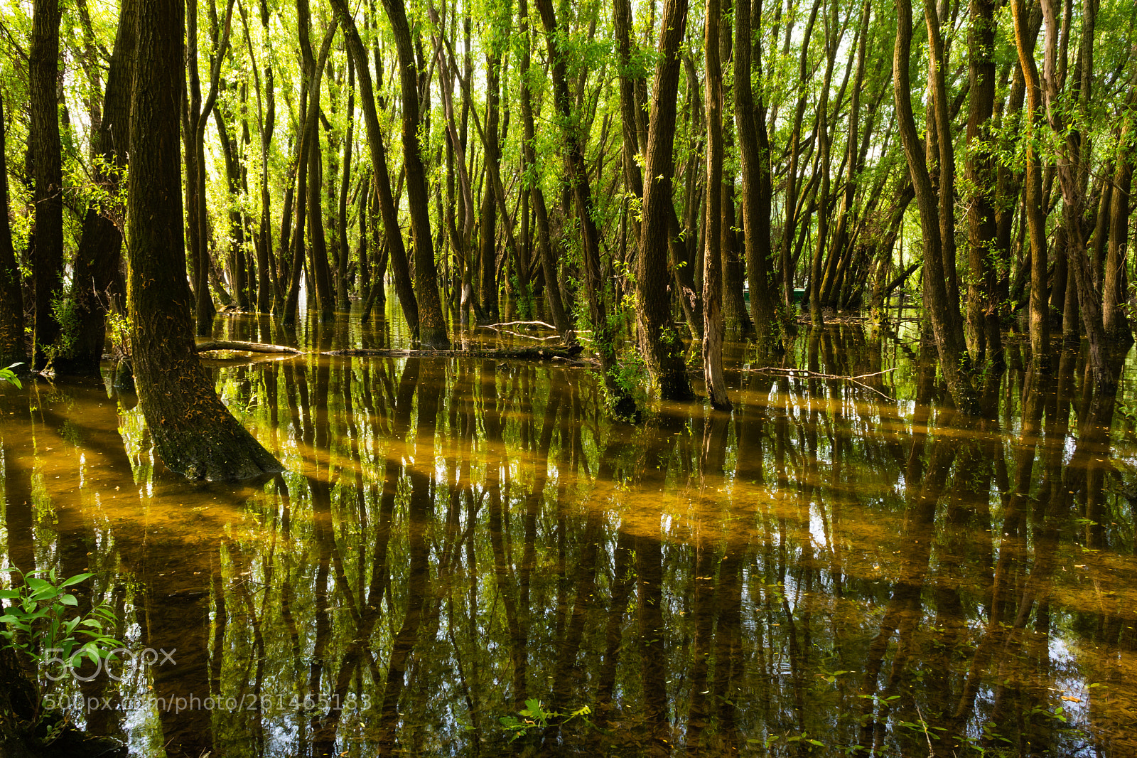 Nikon D7200 sample photo. Flood plain forest photography